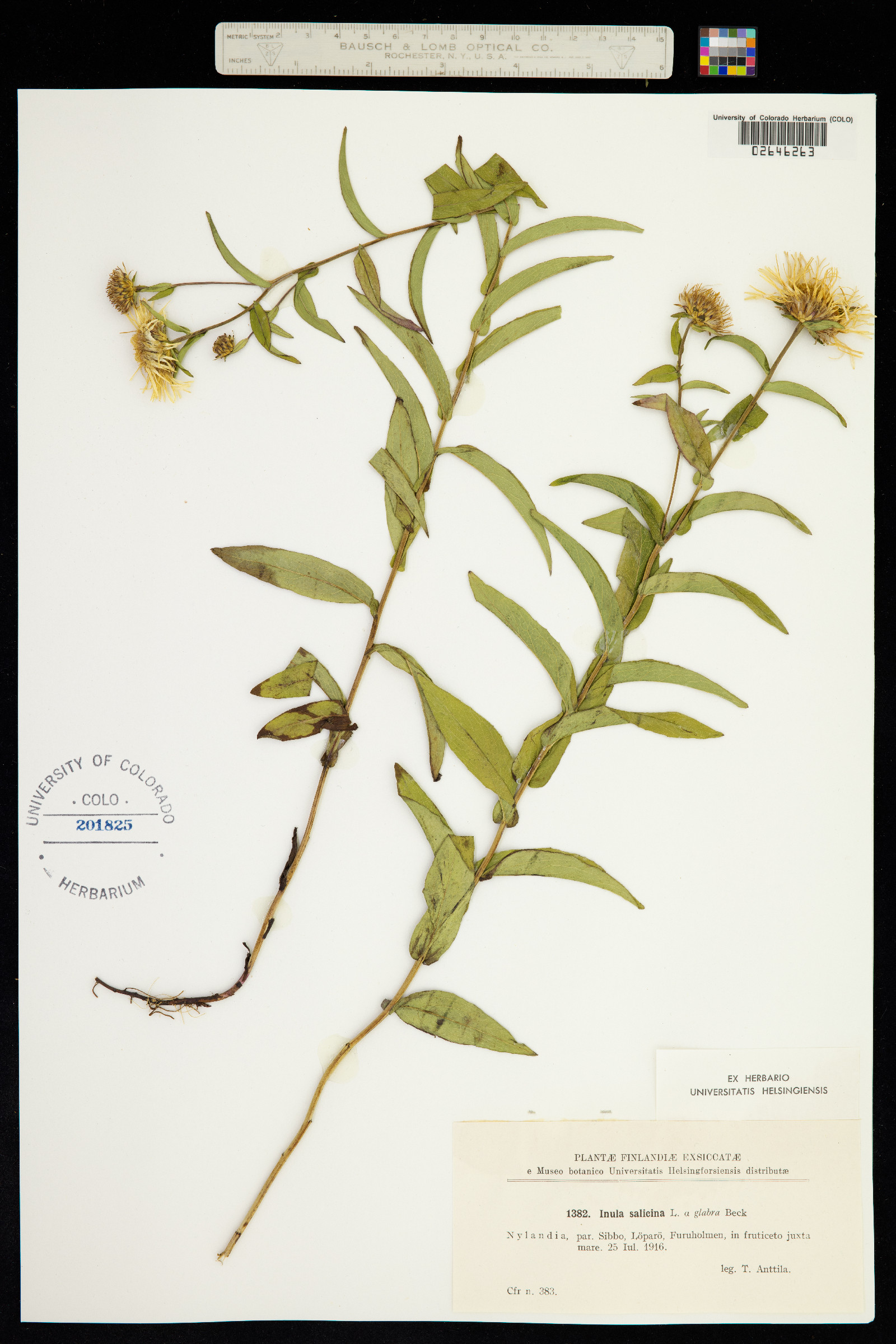 Inula salicina image