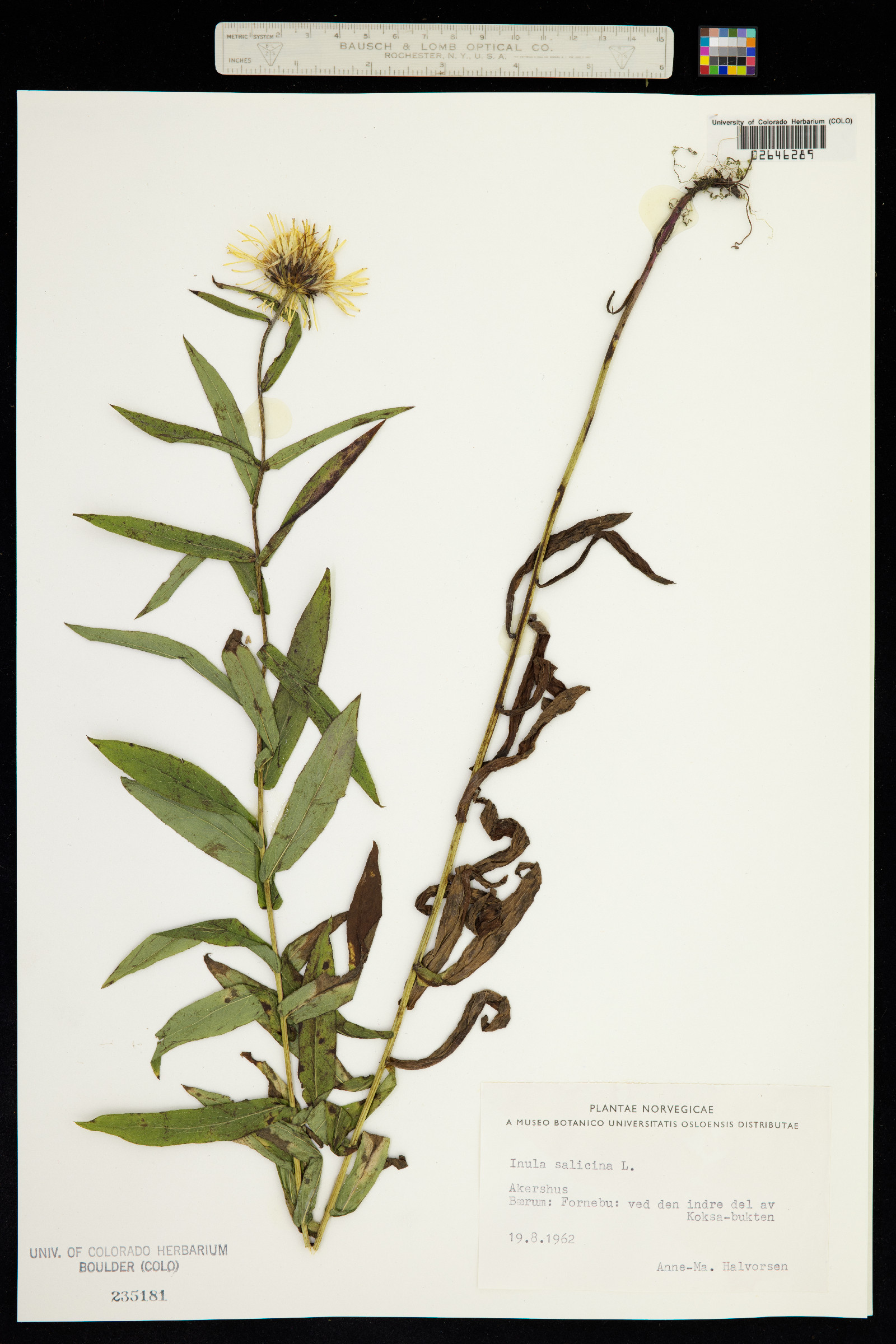 Inula salicina image