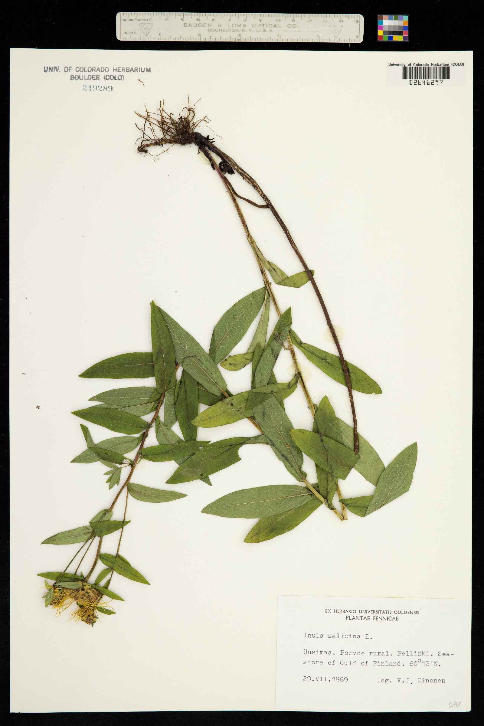 Inula salicina image