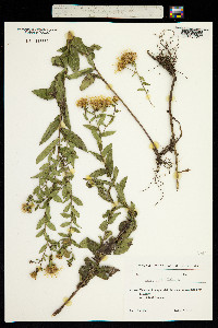 Inula salicina image