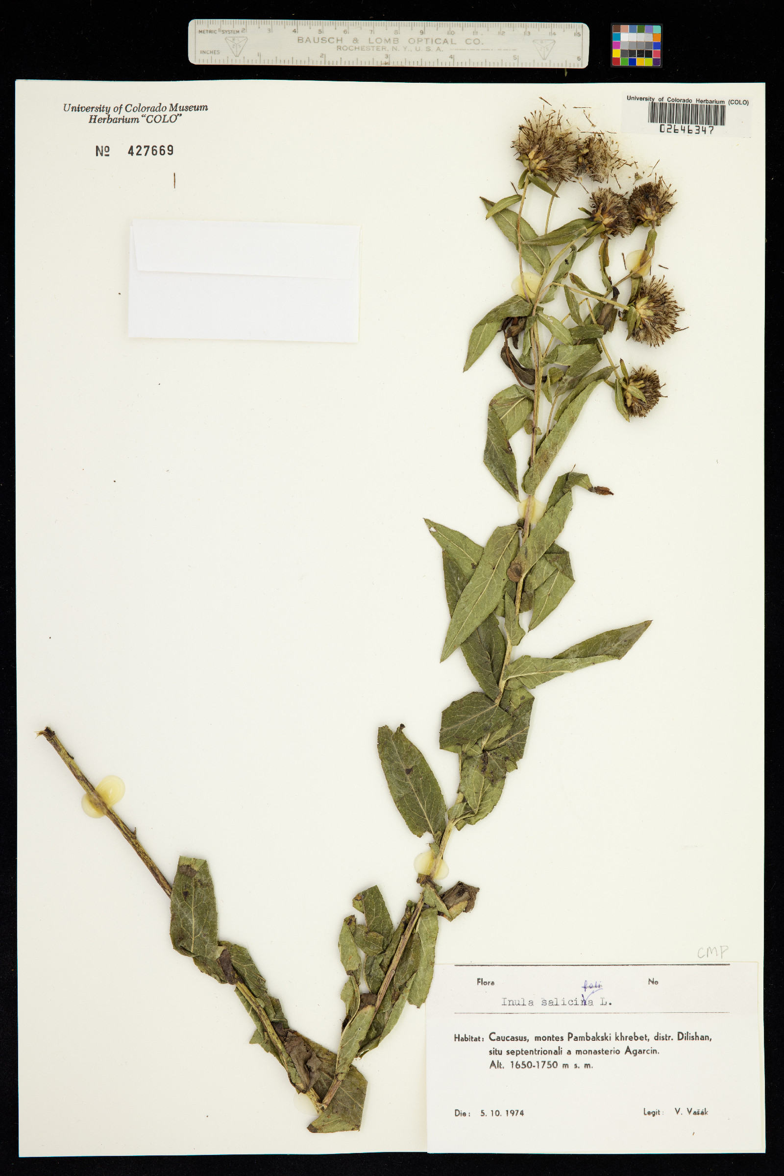 Inula salicina image