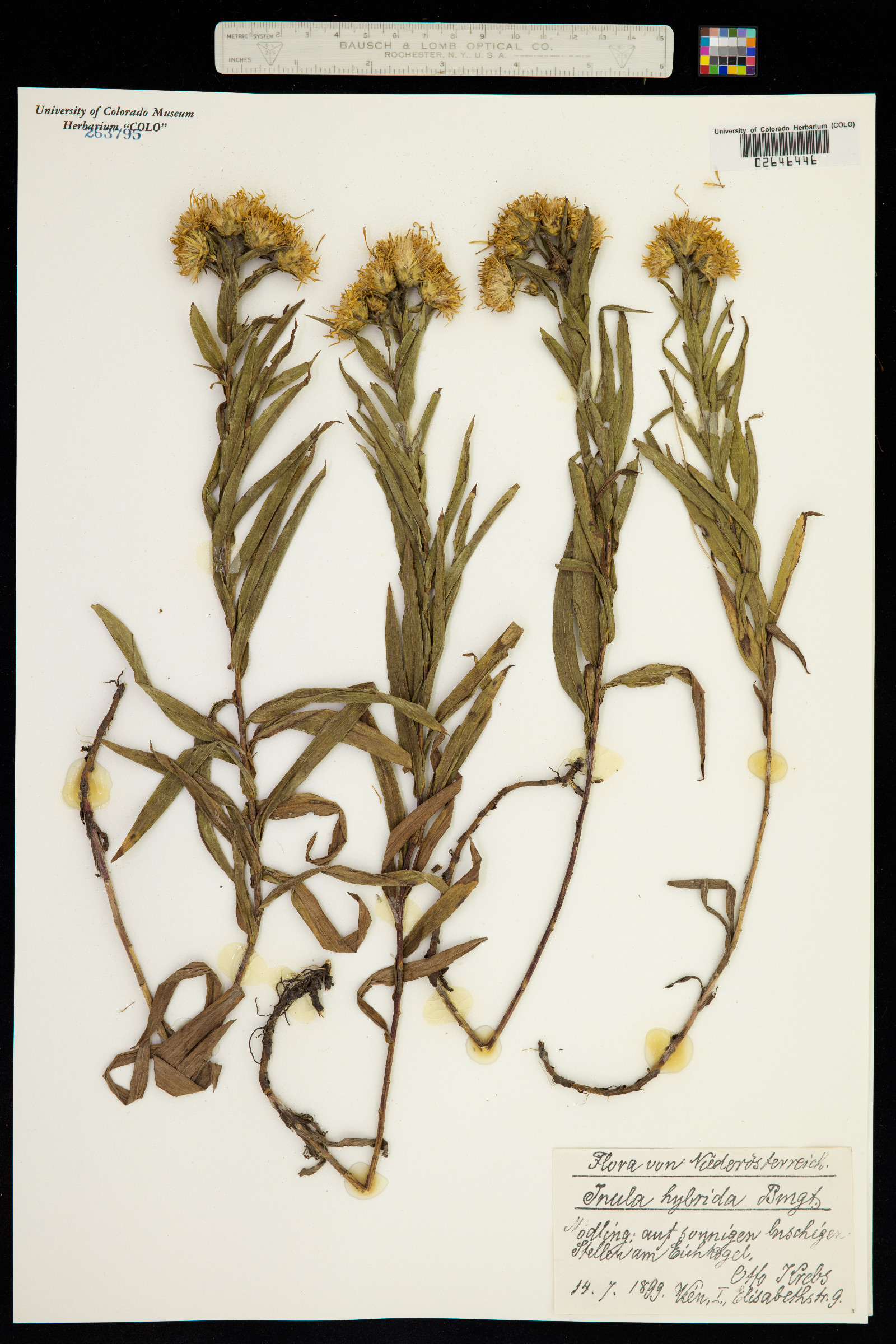 Inula hybrida image