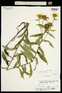 Inula spiraeifolia image