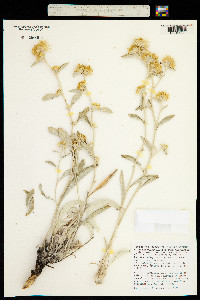 Image of Inula verbascifolia