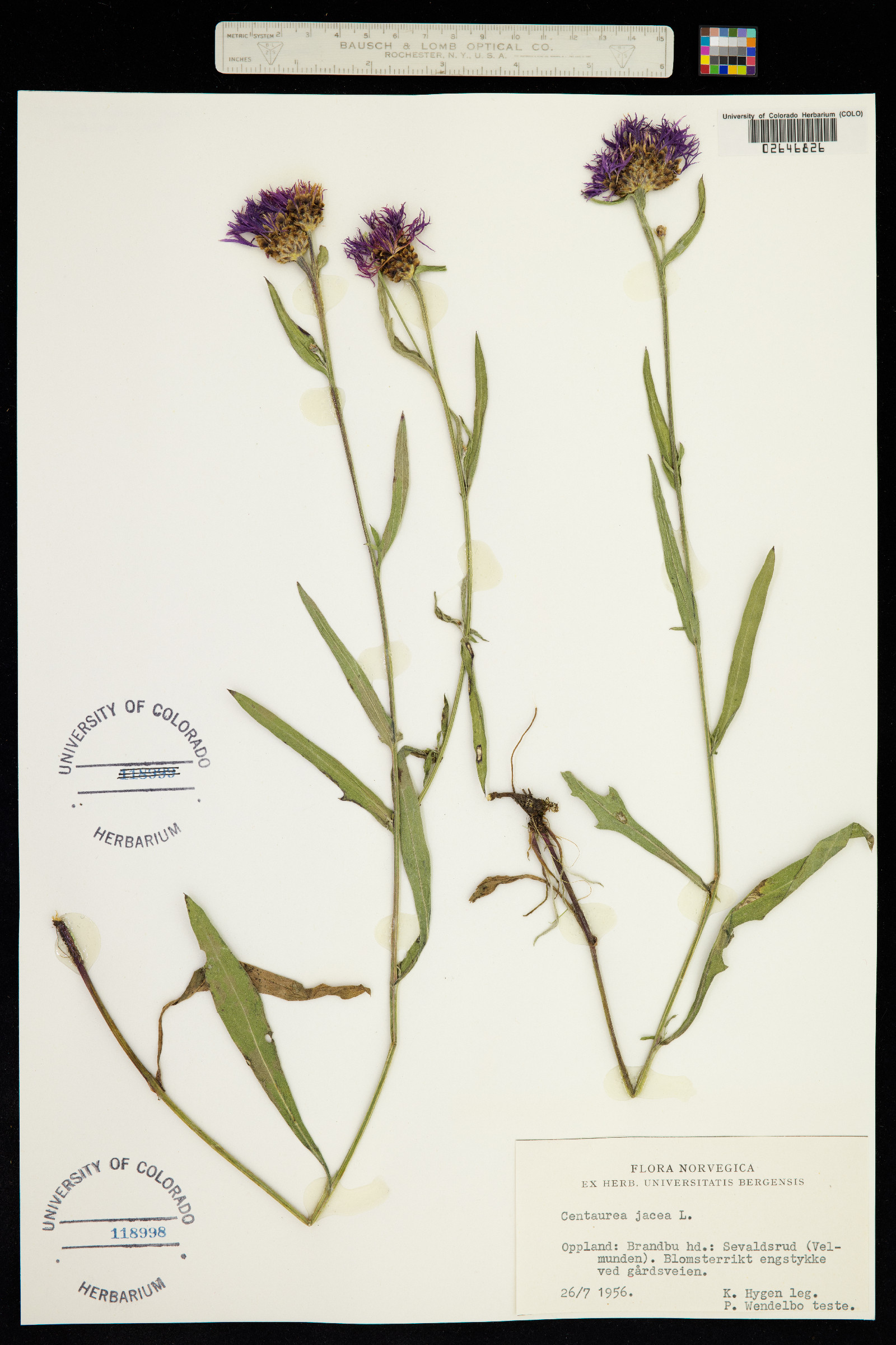 Centaurea eriophora image