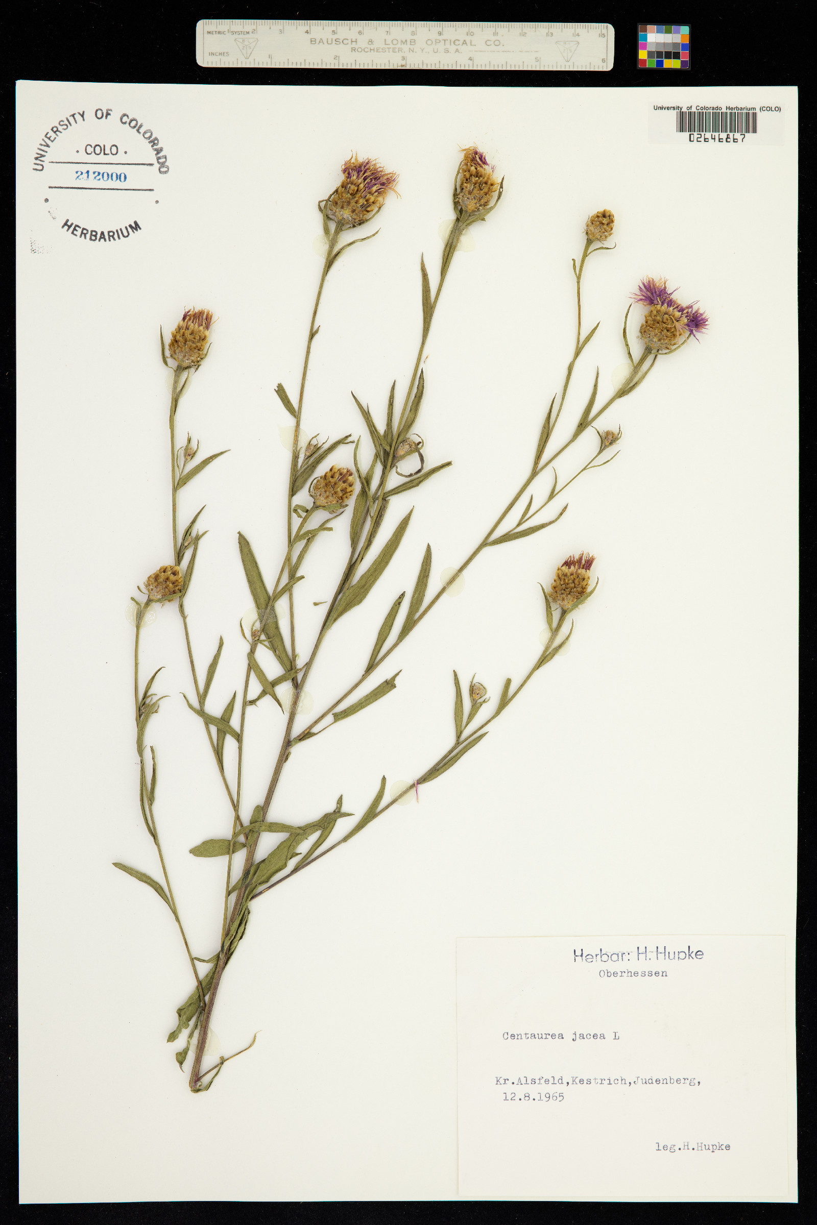 Centaurea eriophora image