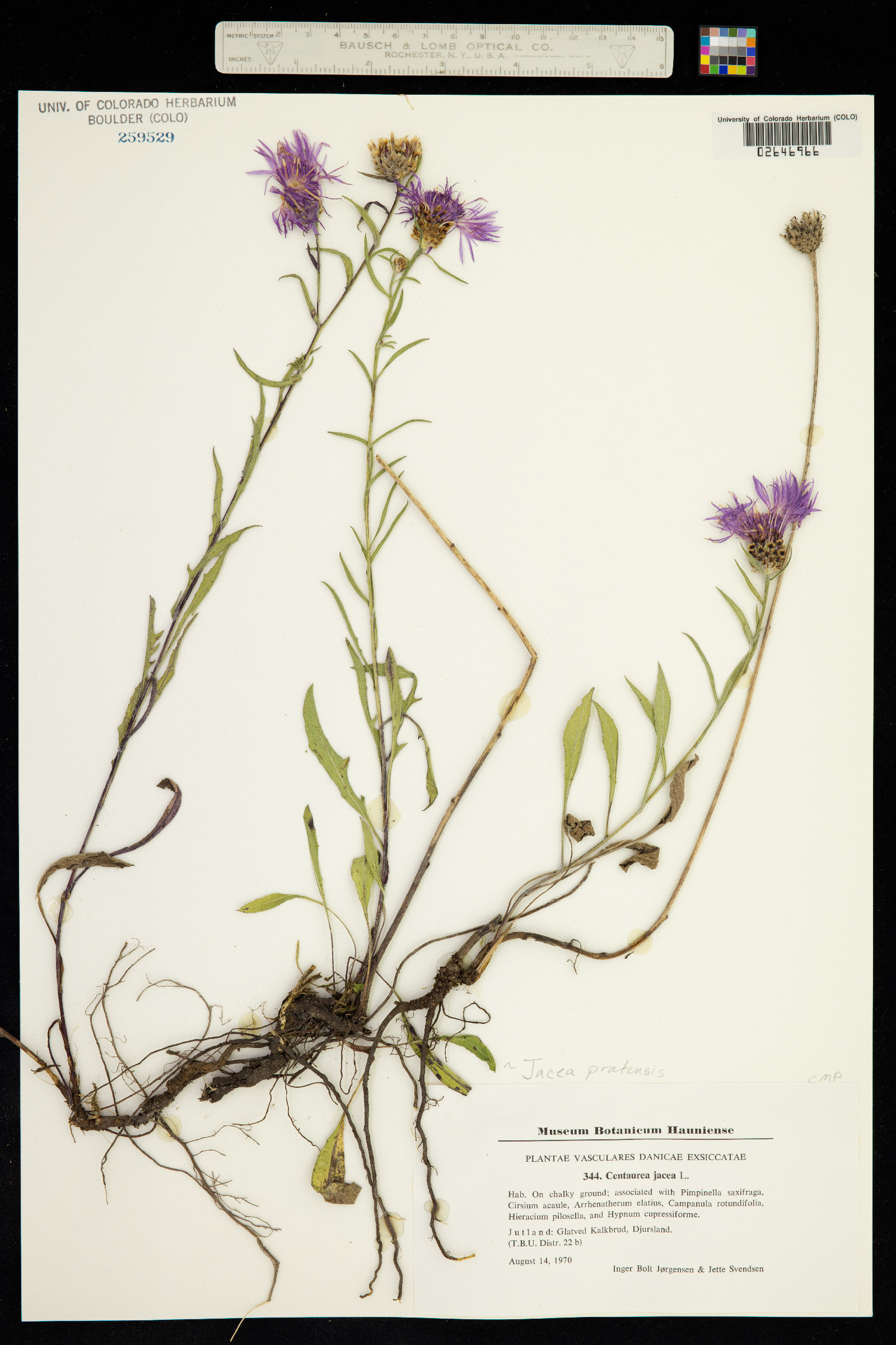 Centaurea eriophora image