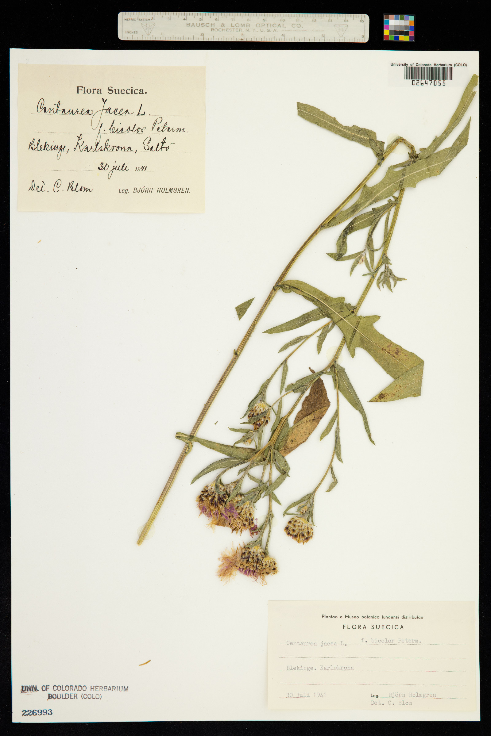 Centaurea eriophora image