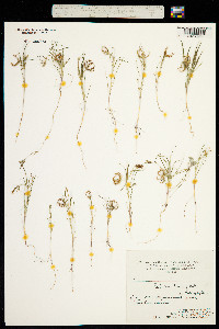 Koelpinia linearis image