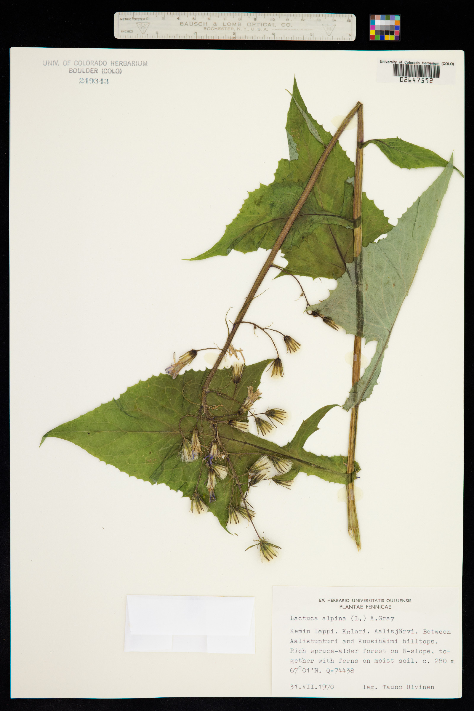 Lactuca alpina image