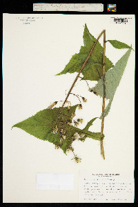 Lactuca alpina image