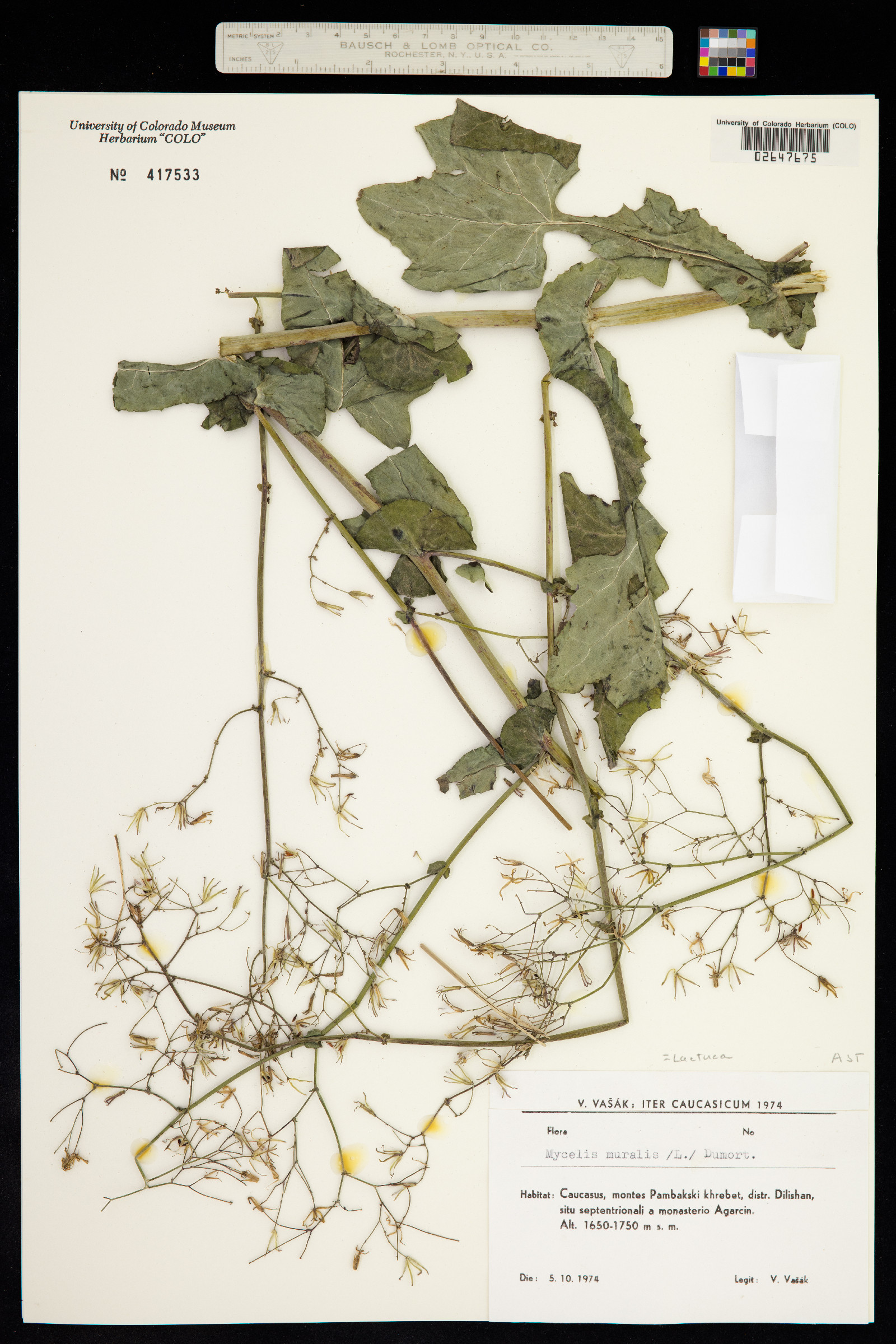 Lactuca muralis image
