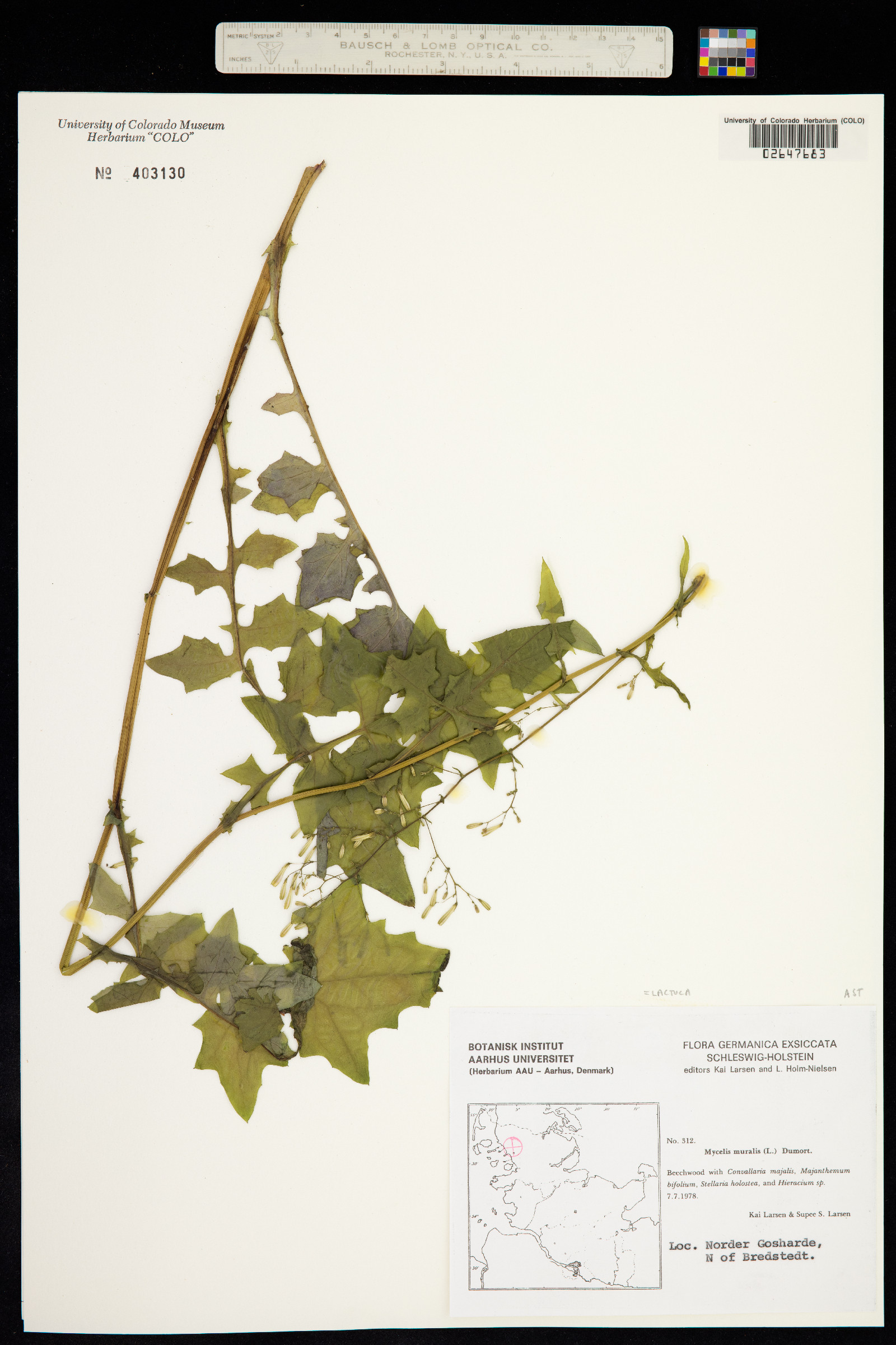 Lactuca muralis image