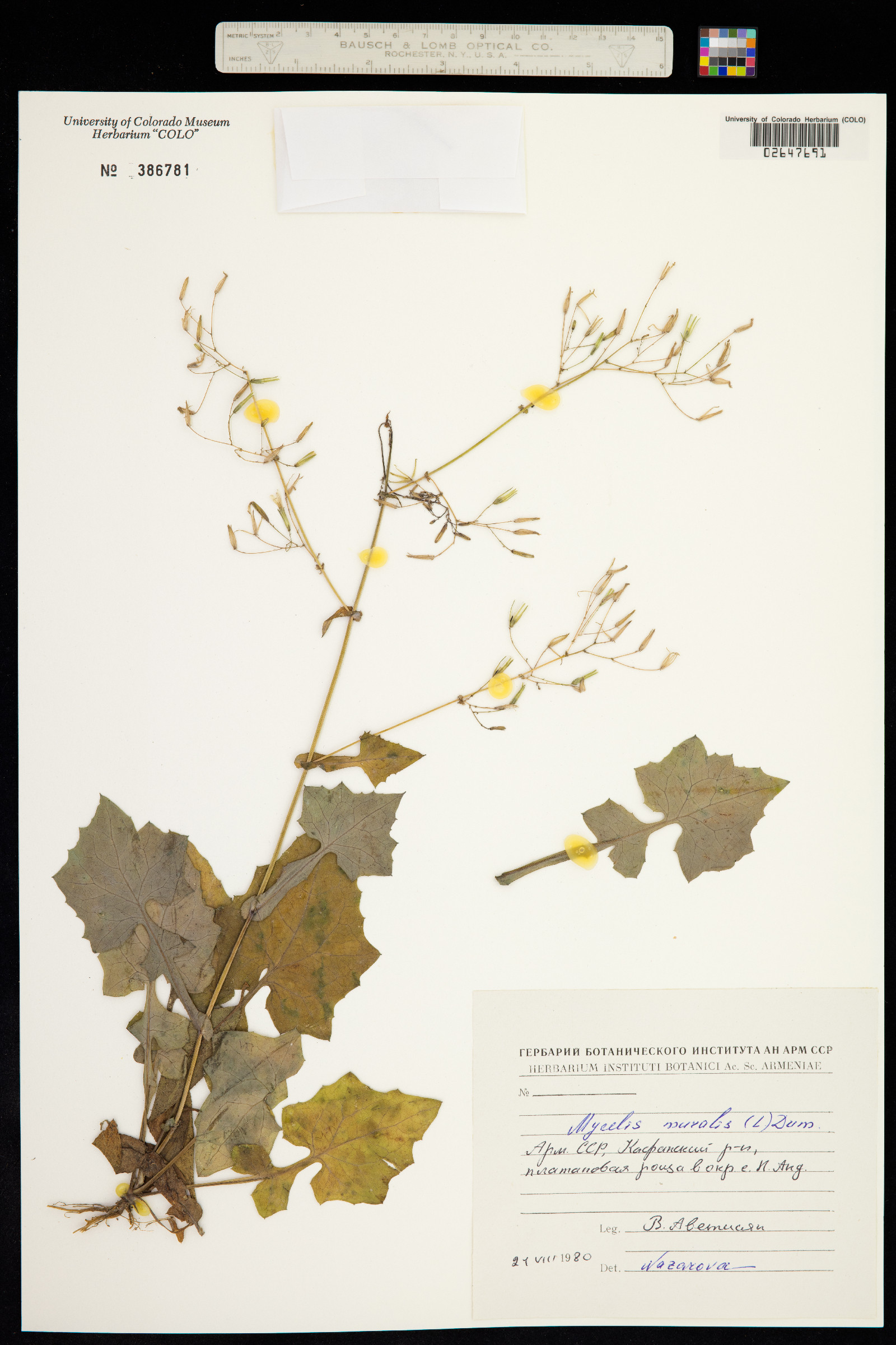 Lactuca image