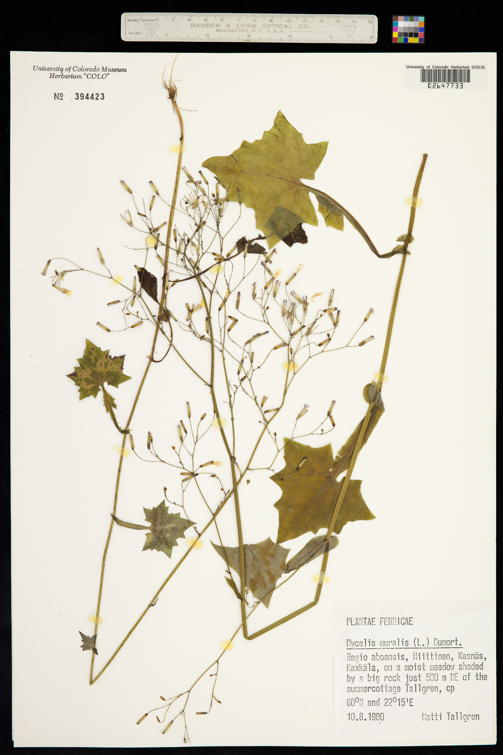 Lactuca muralis image