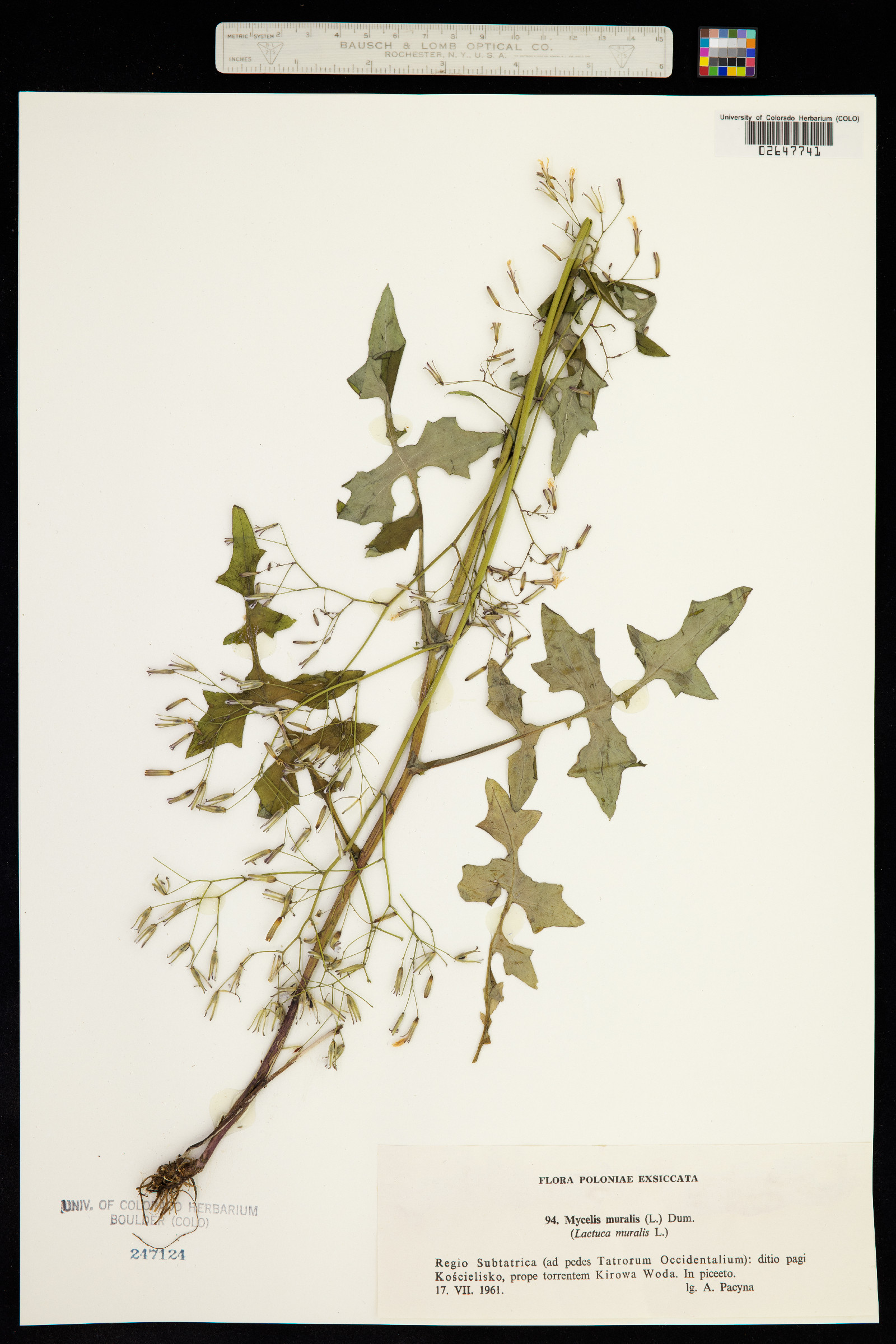 Lactuca muralis image