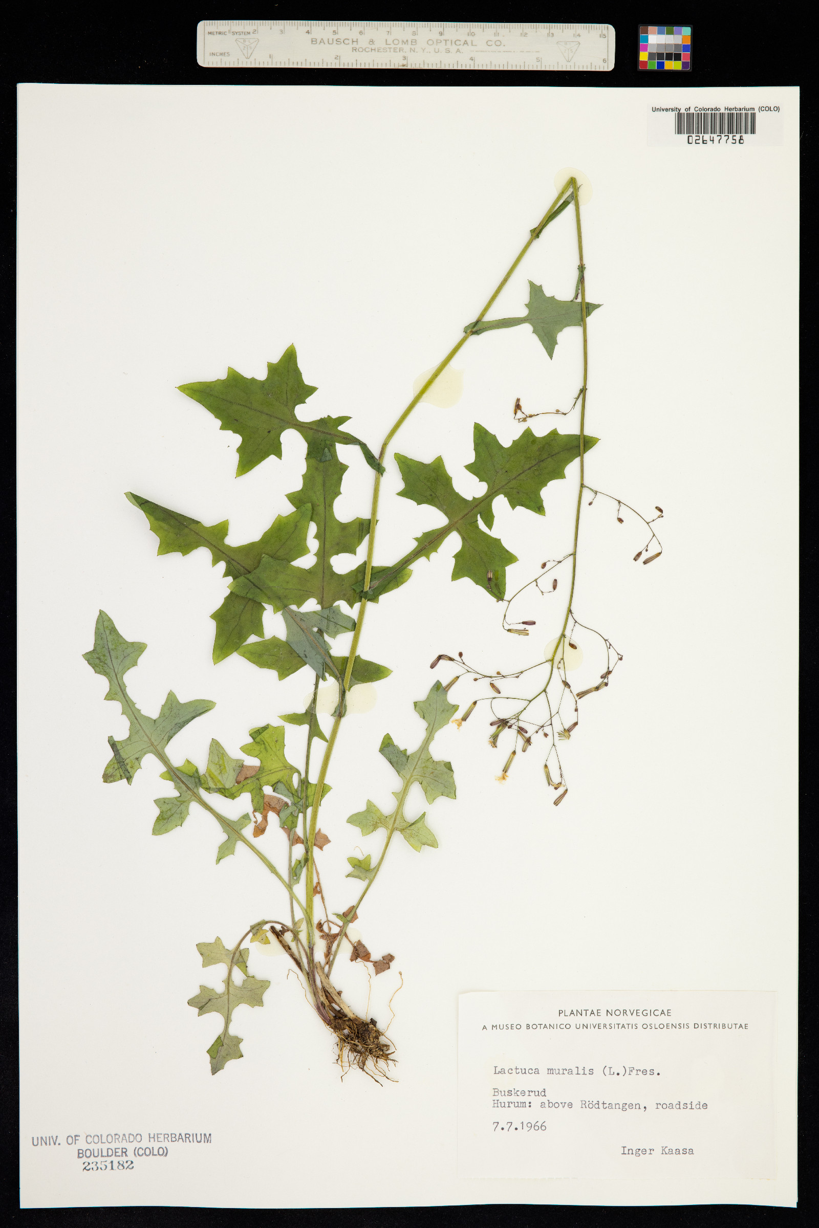 Lactuca muralis image