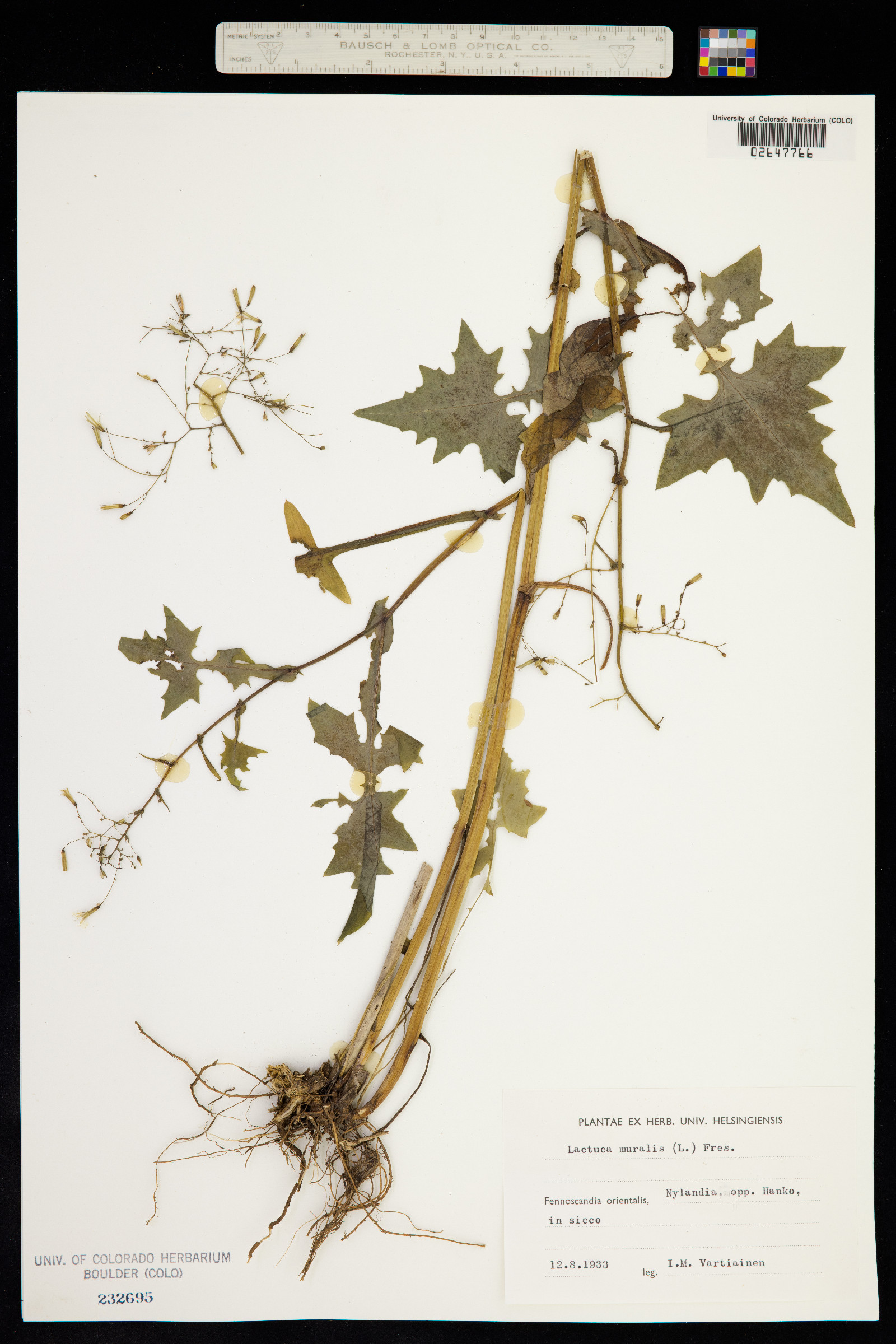 Lactuca muralis image