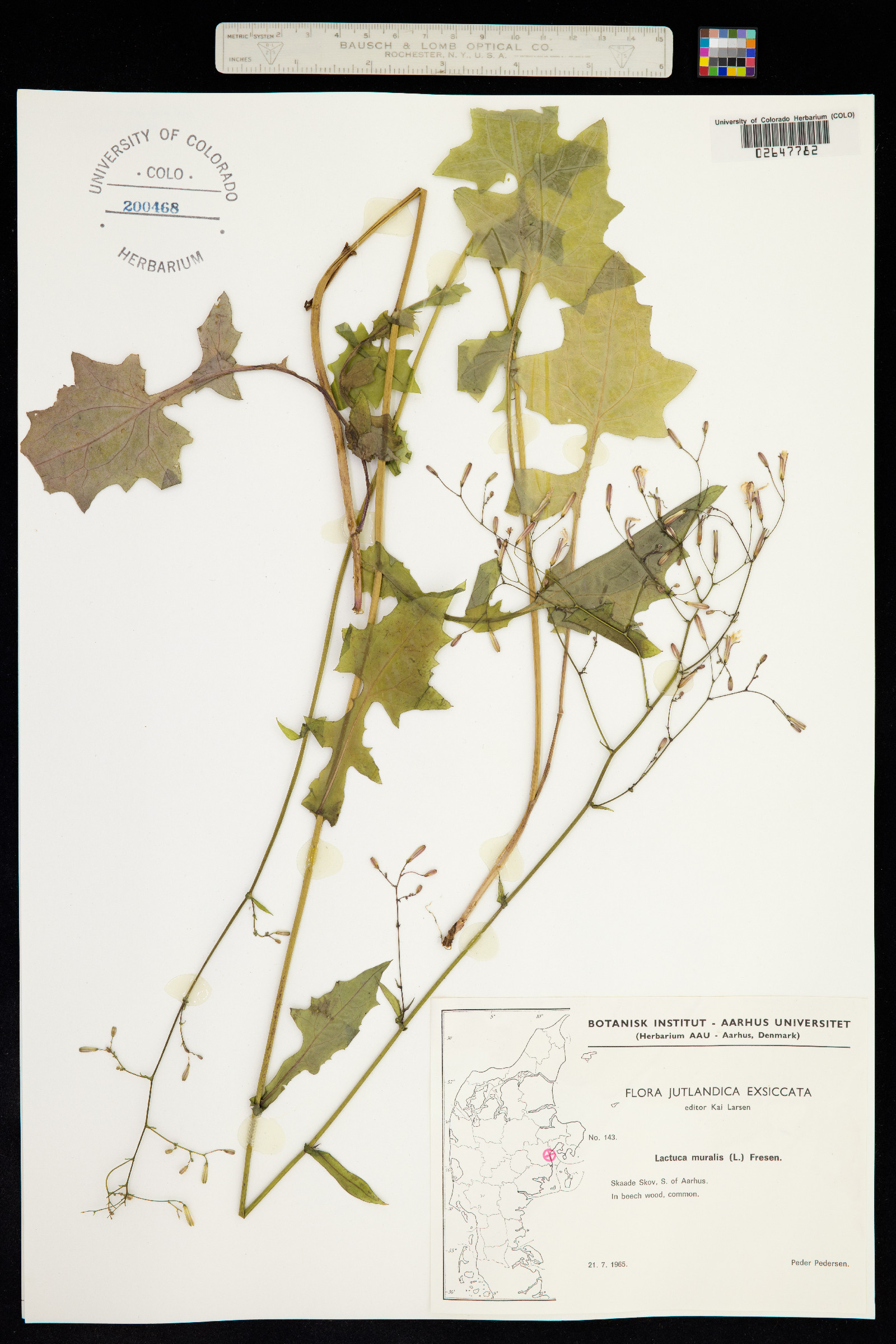 Lactuca muralis image