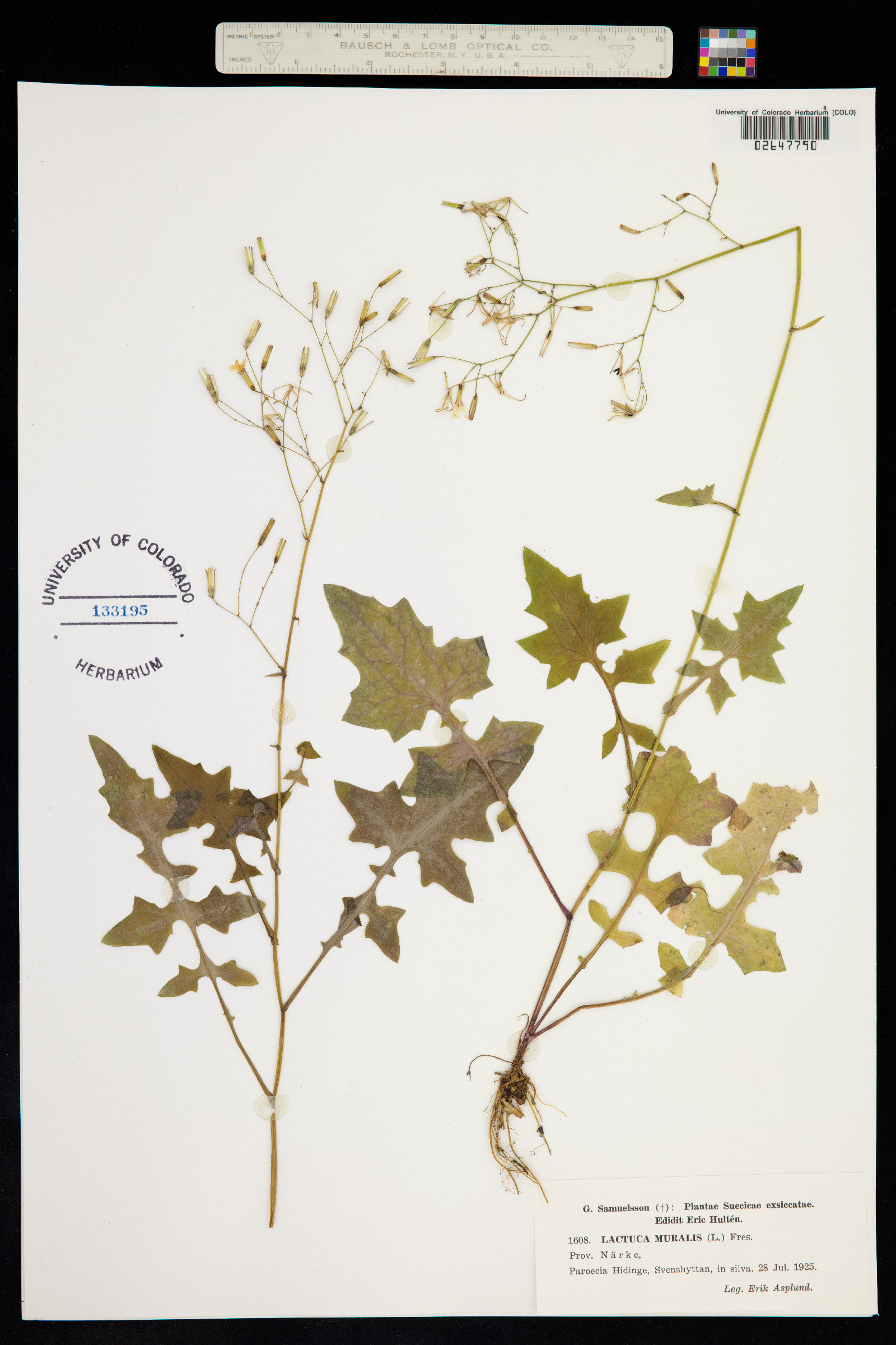 Lactuca muralis image