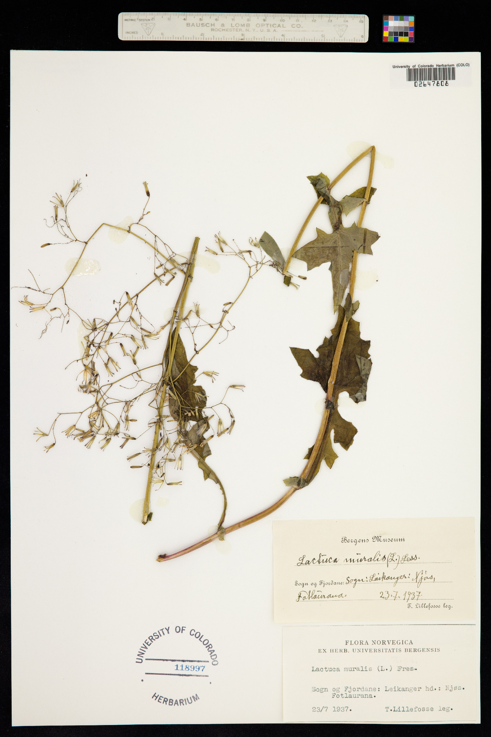 Lactuca muralis image