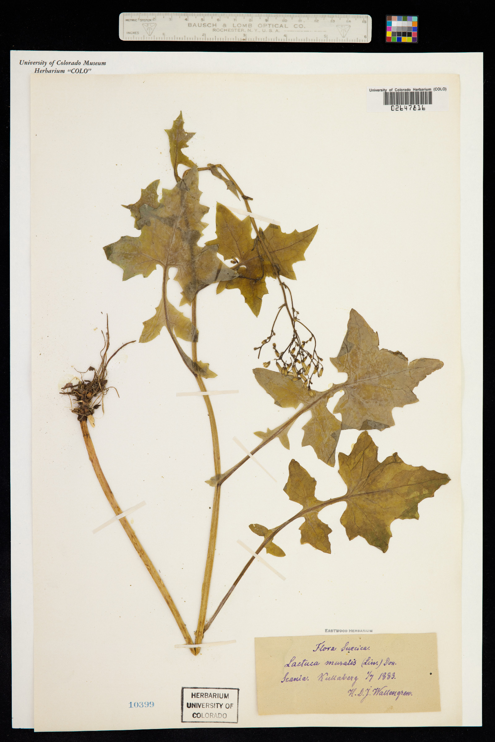 Lactuca muralis image