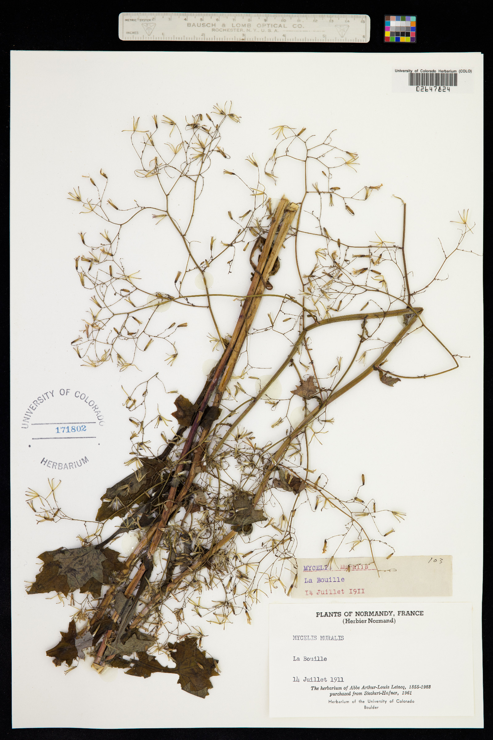 Lactuca muralis image