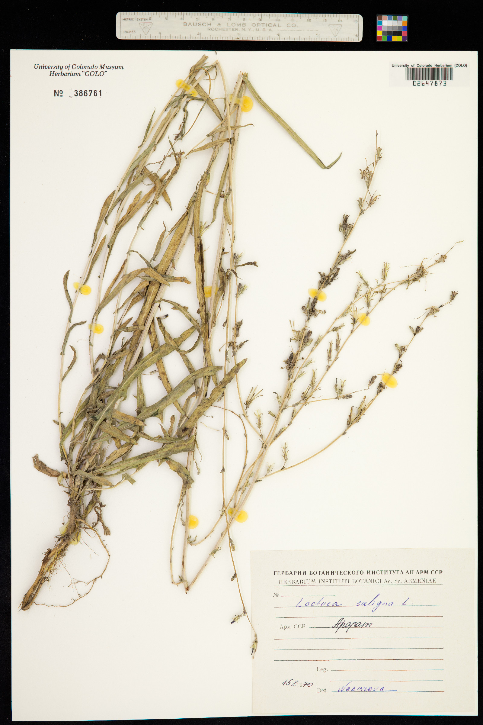Lactuca saligna image