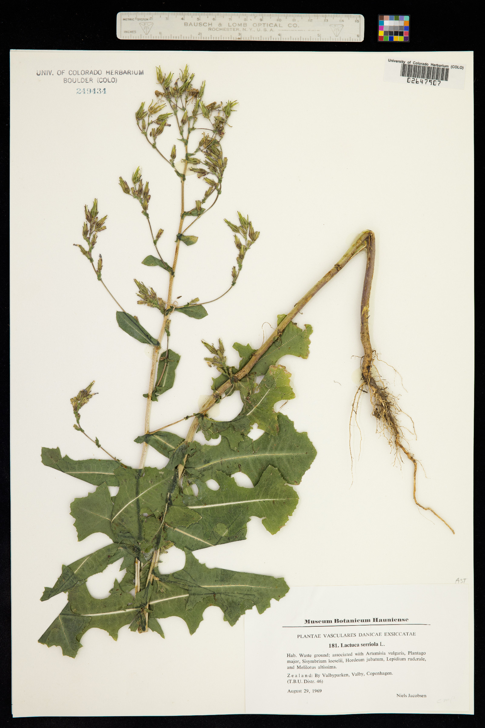Lactuca serriola image