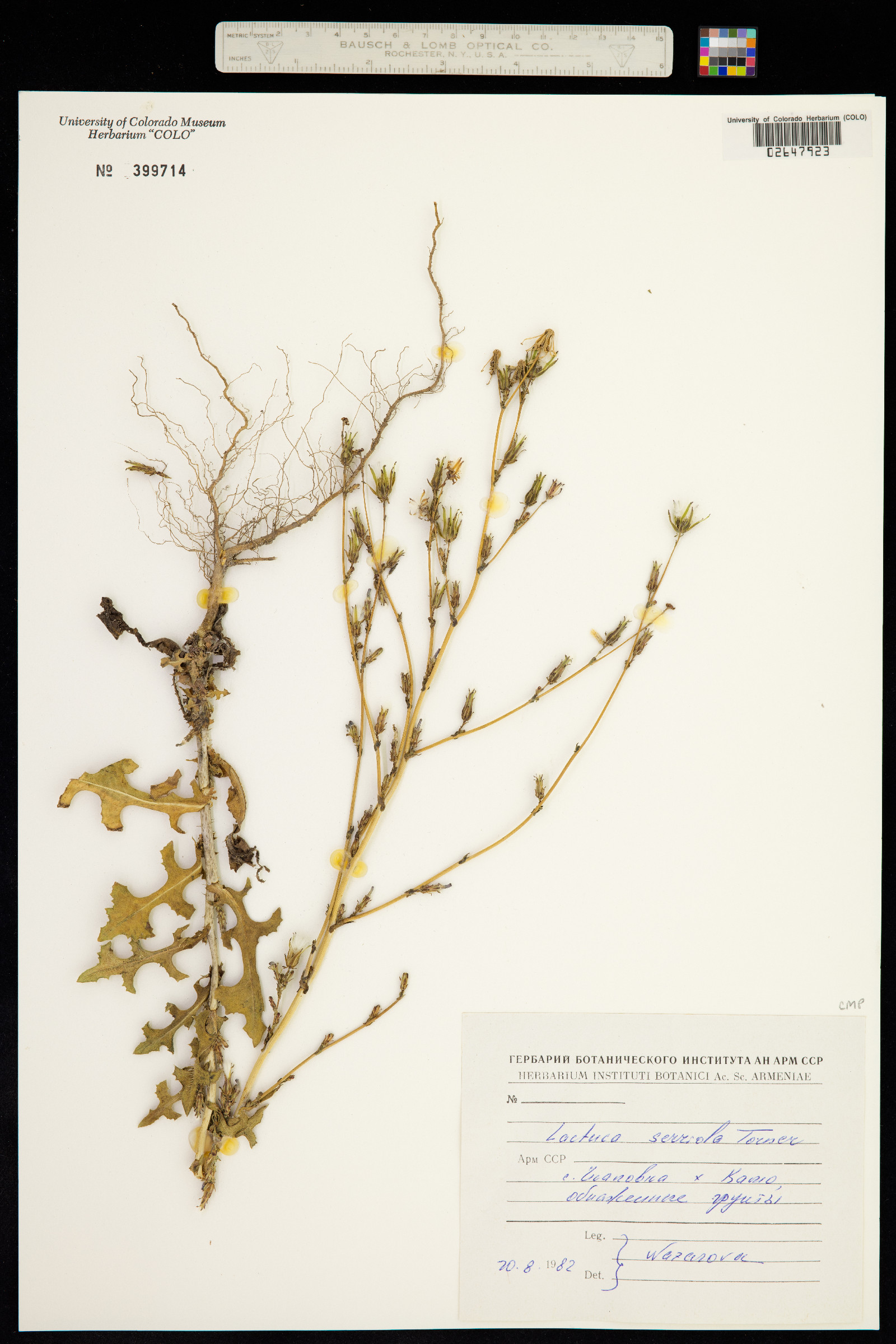 Lactuca serriola image
