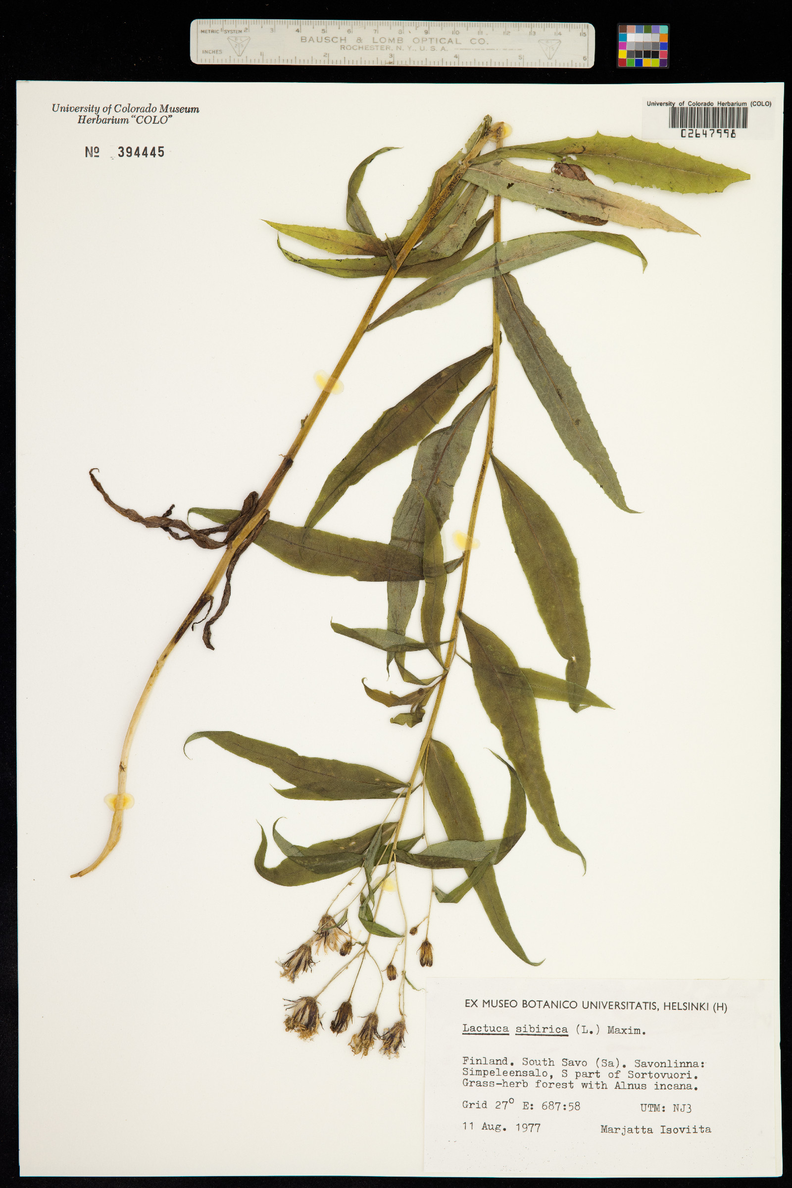 Lactuca sibirica image