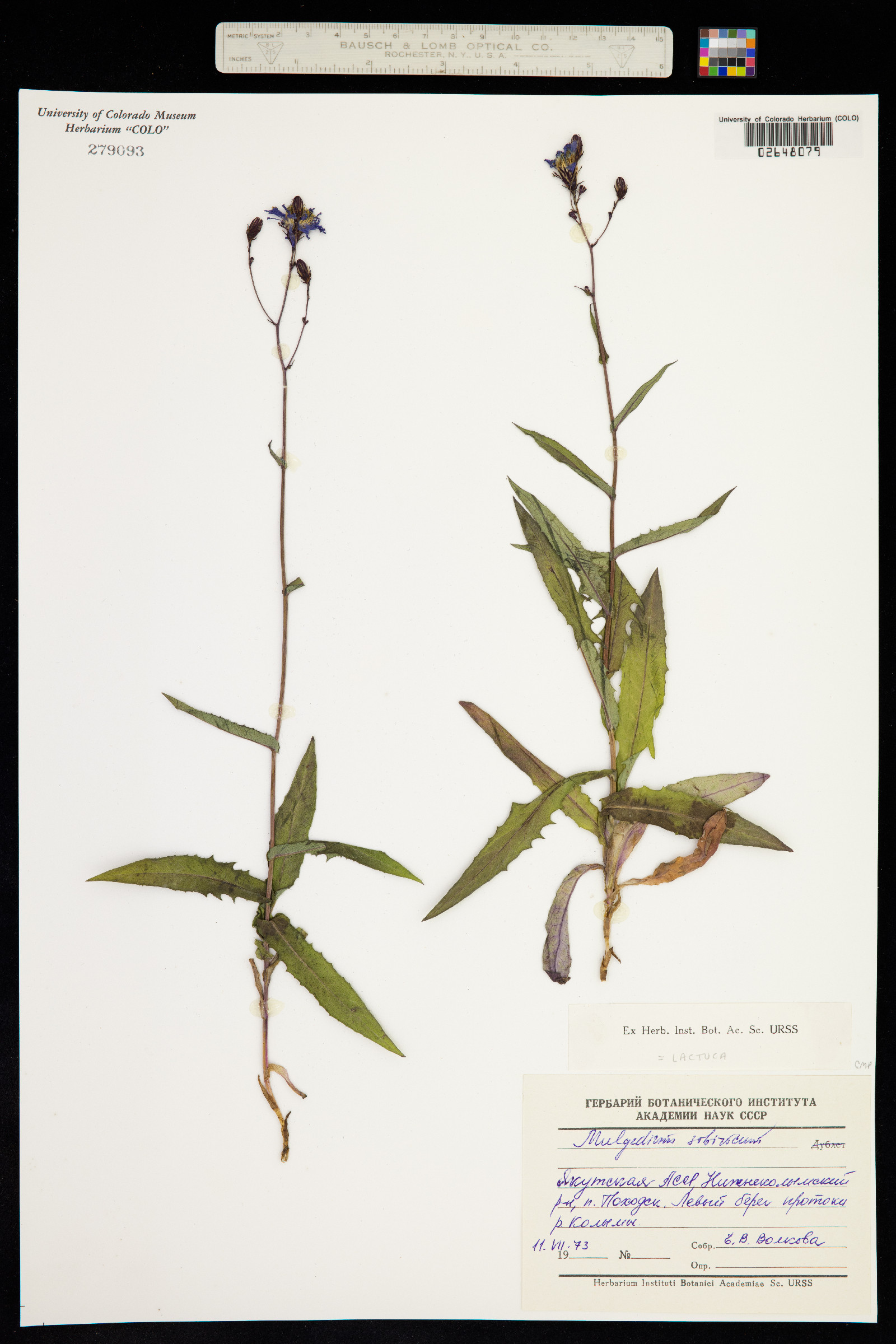 Lactuca sibirica image