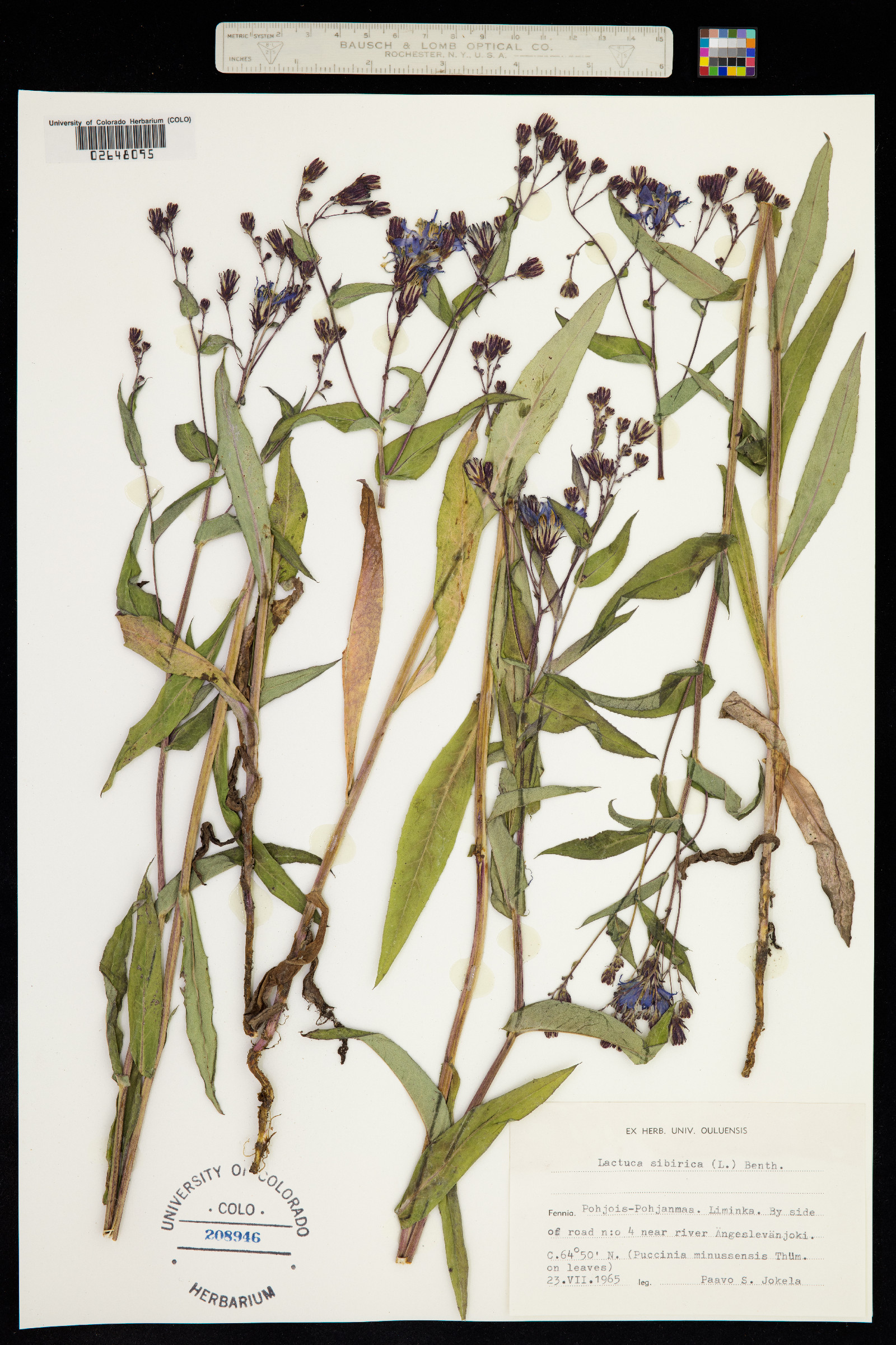 Lactuca sibirica image