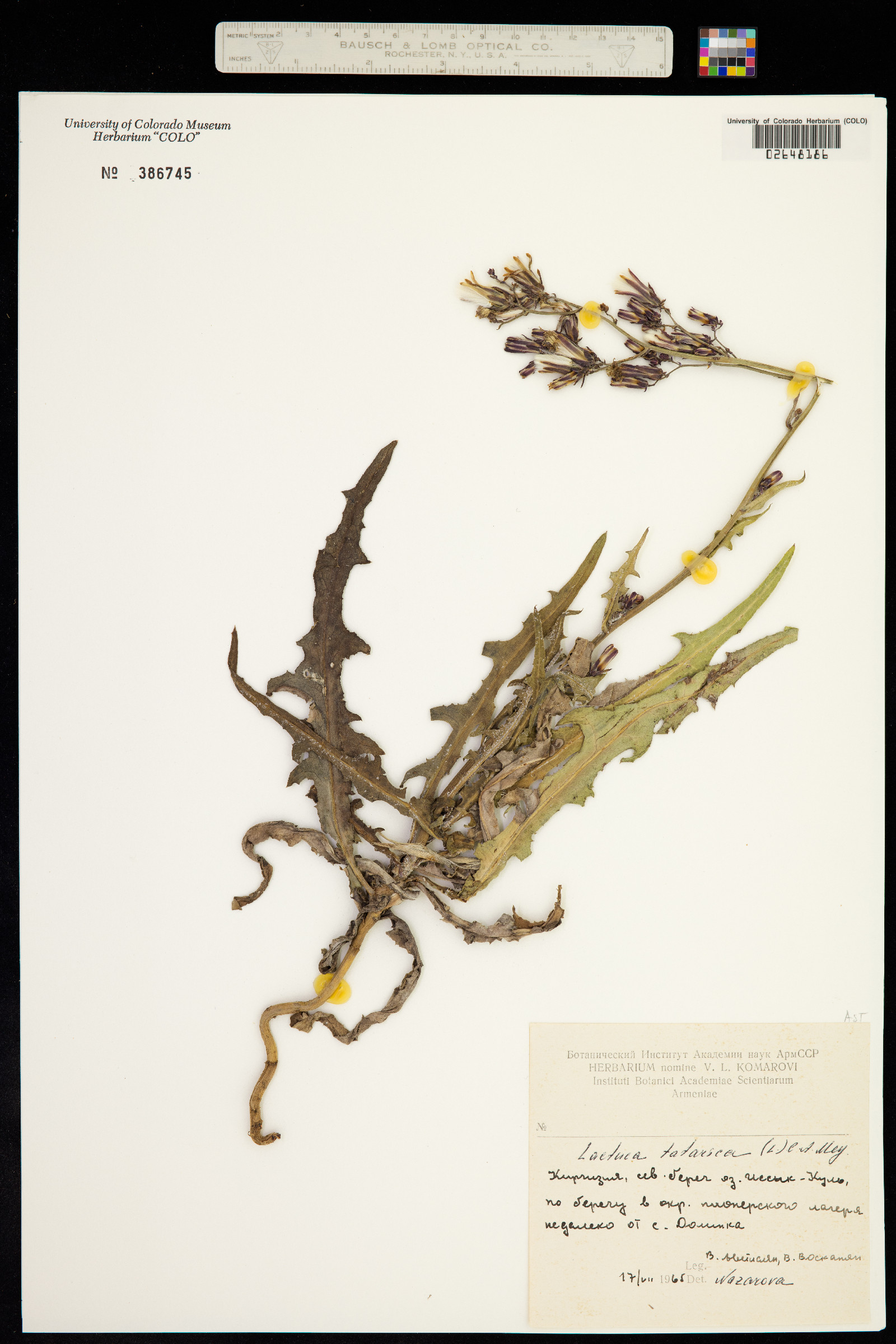 Lactuca image