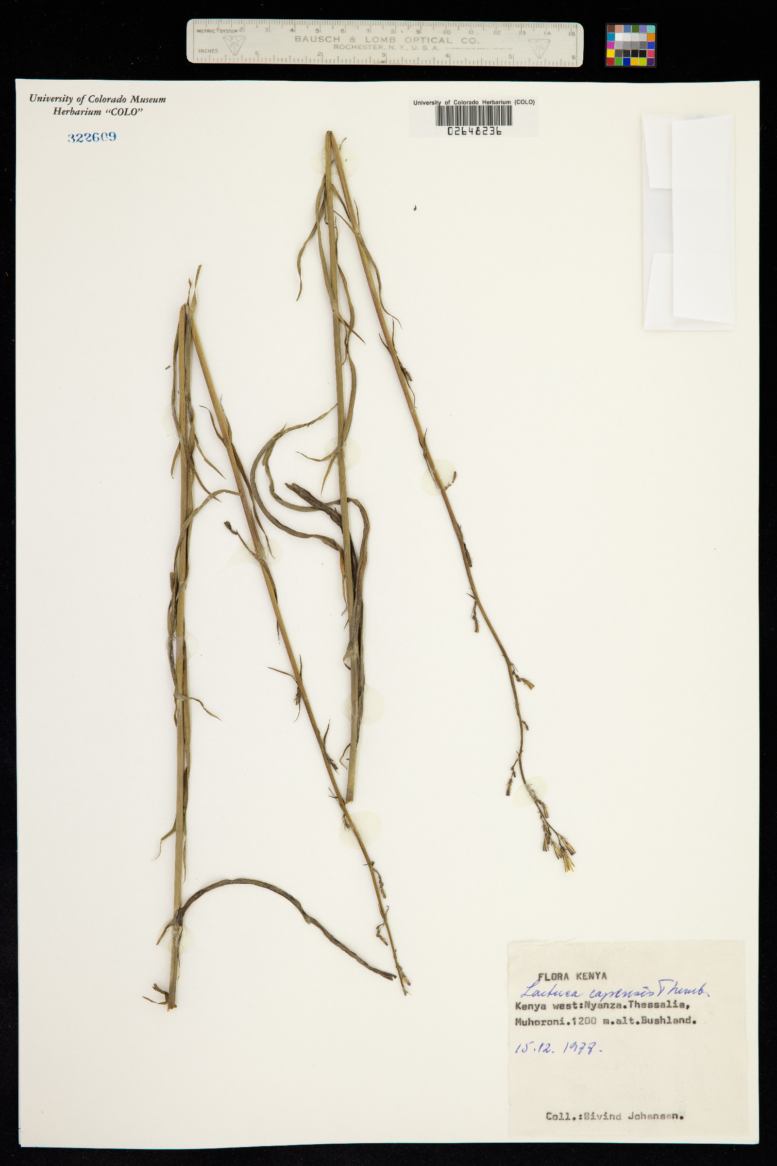 Lactuca inermis image