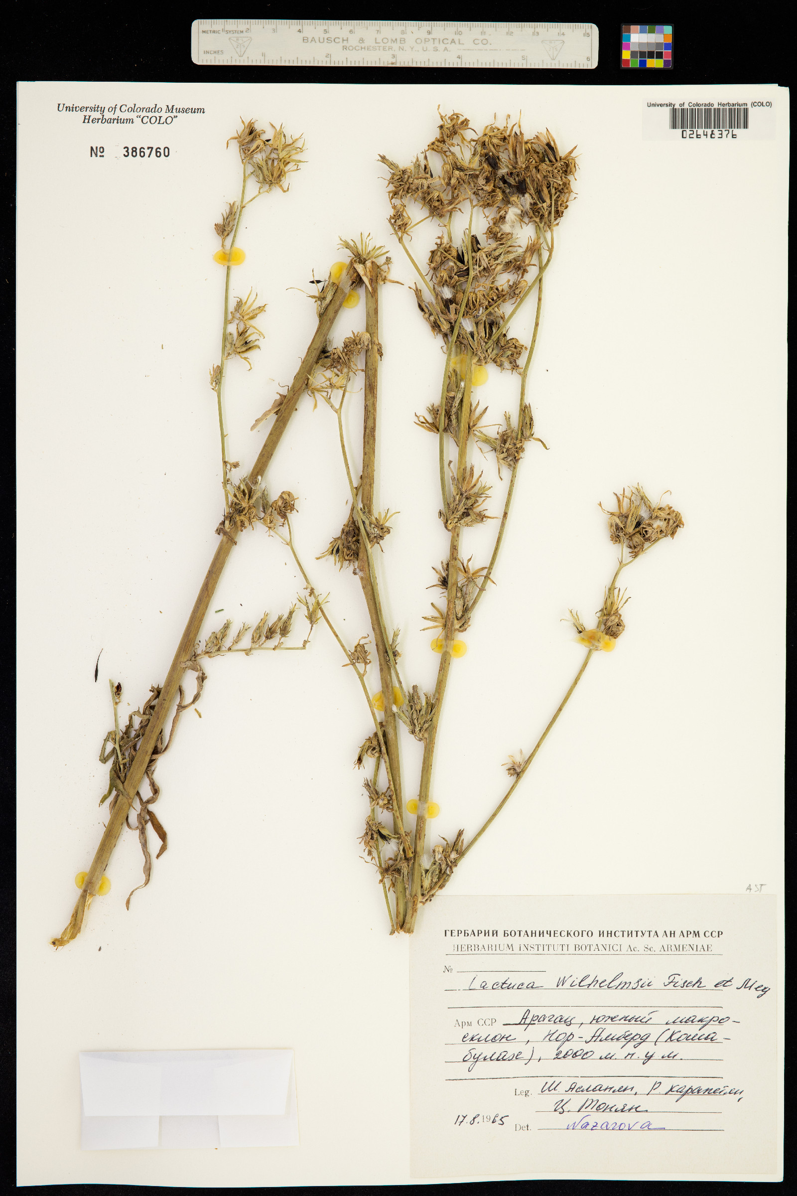 Lactuca quercina subsp. wilhelmsiana image