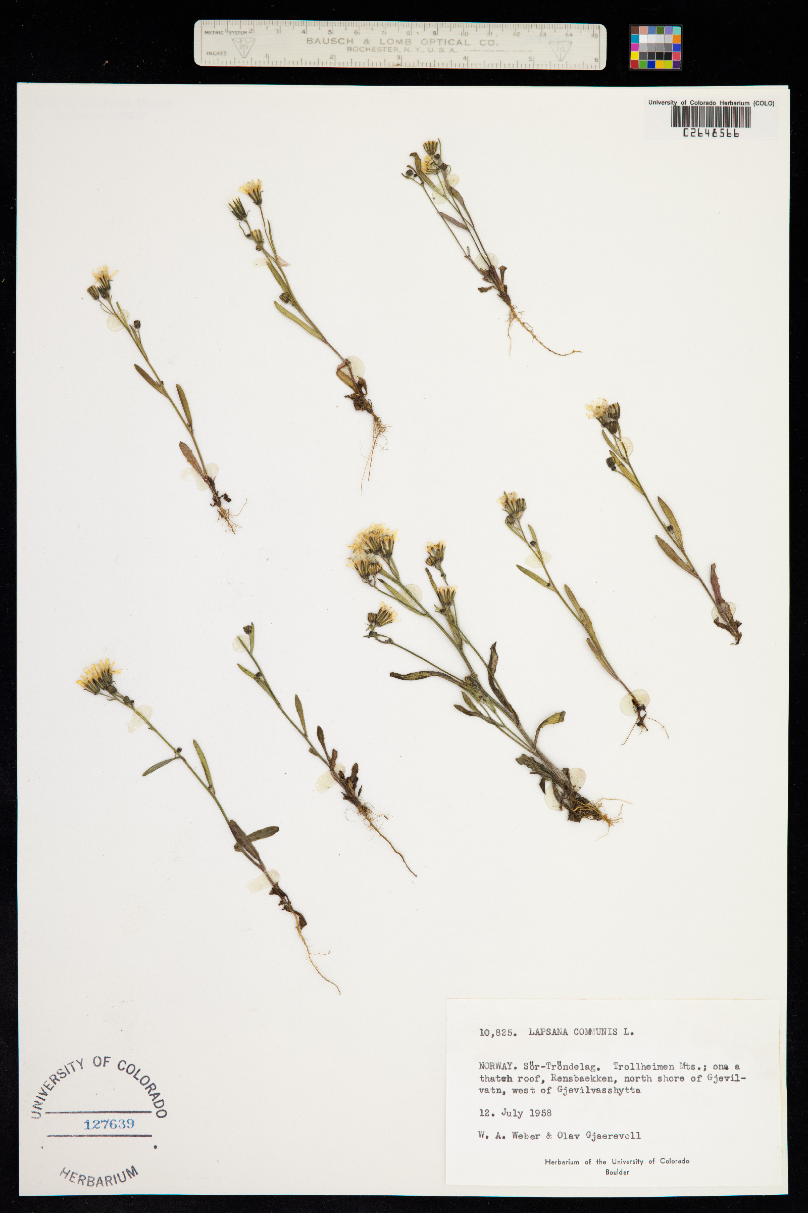 Lapsana communis image