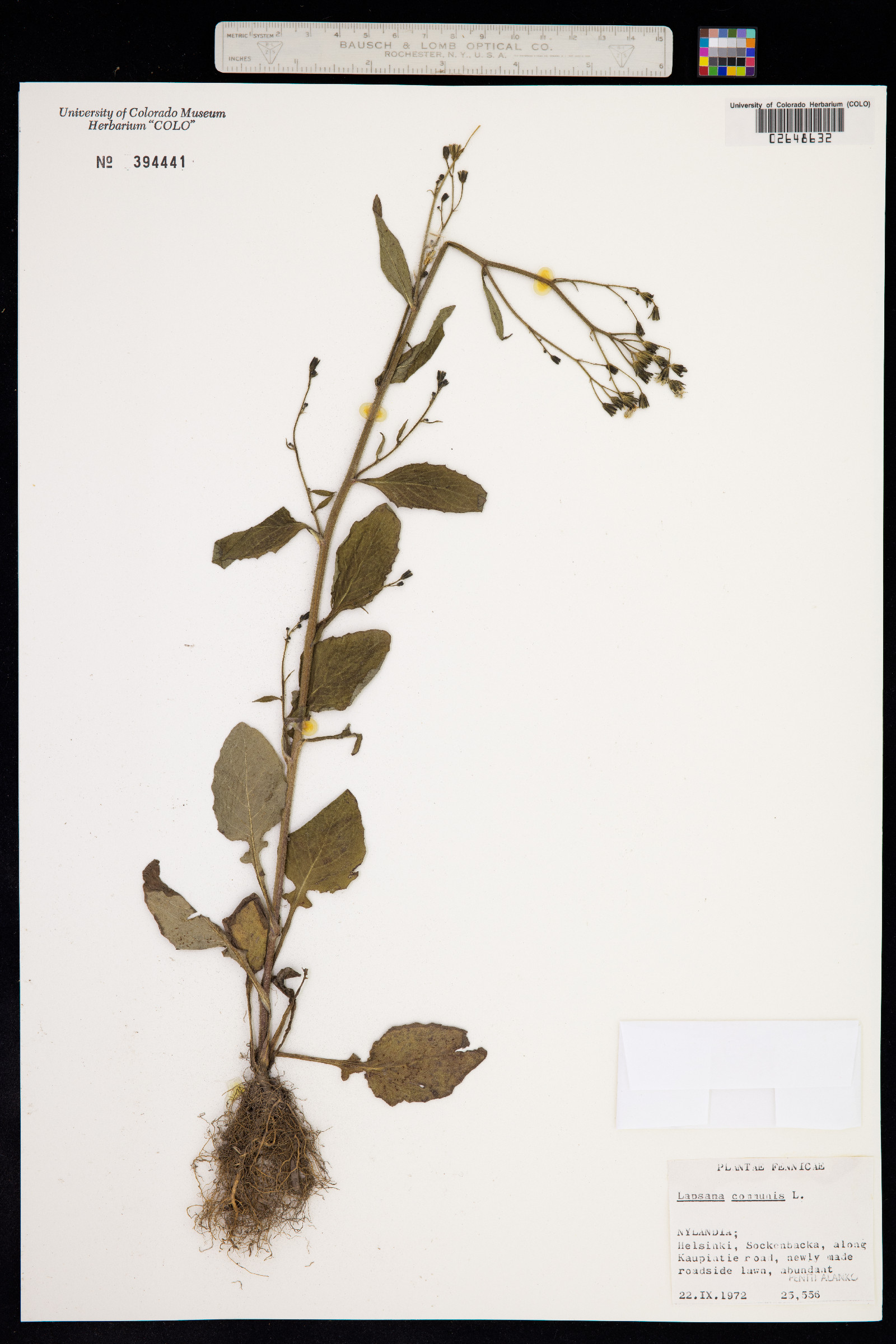 Lapsana communis image