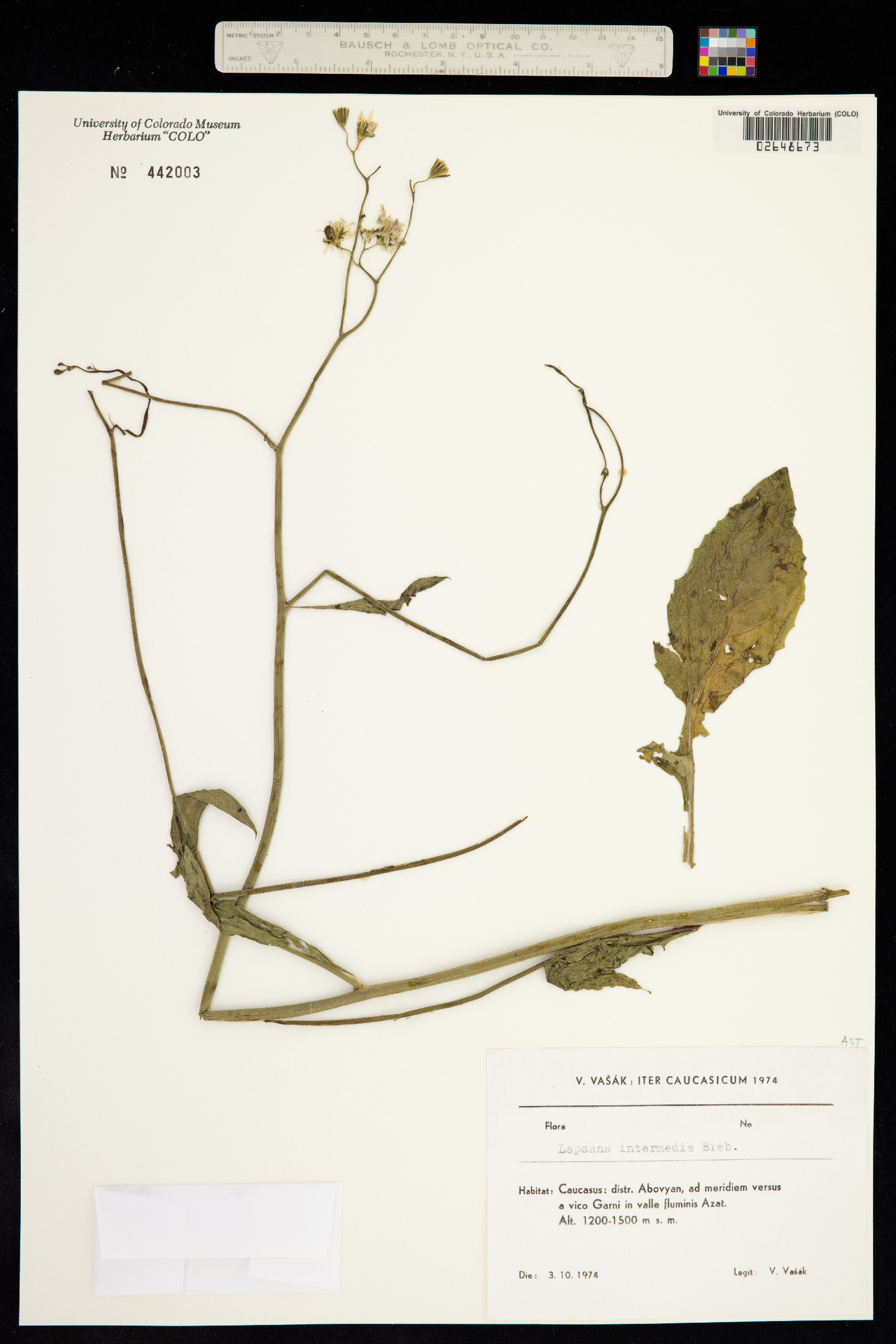 Lapsana communis subsp. intermedia image