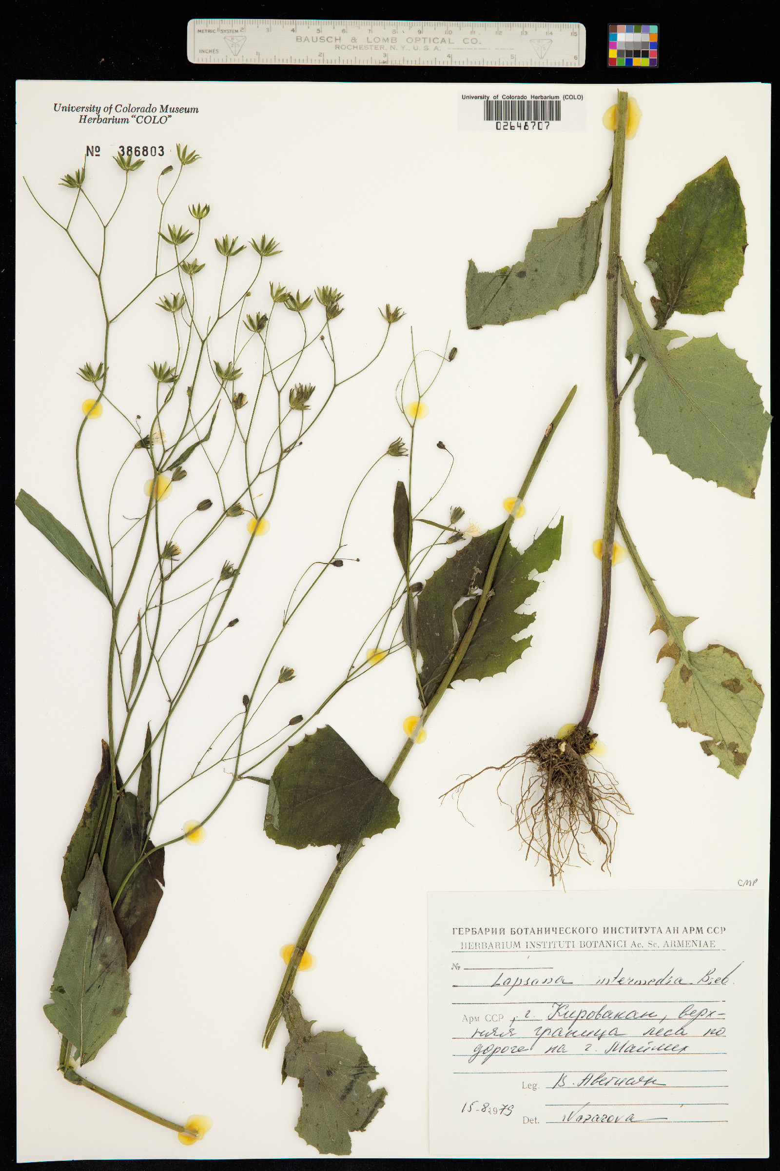 Lapsana communis subsp. intermedia image