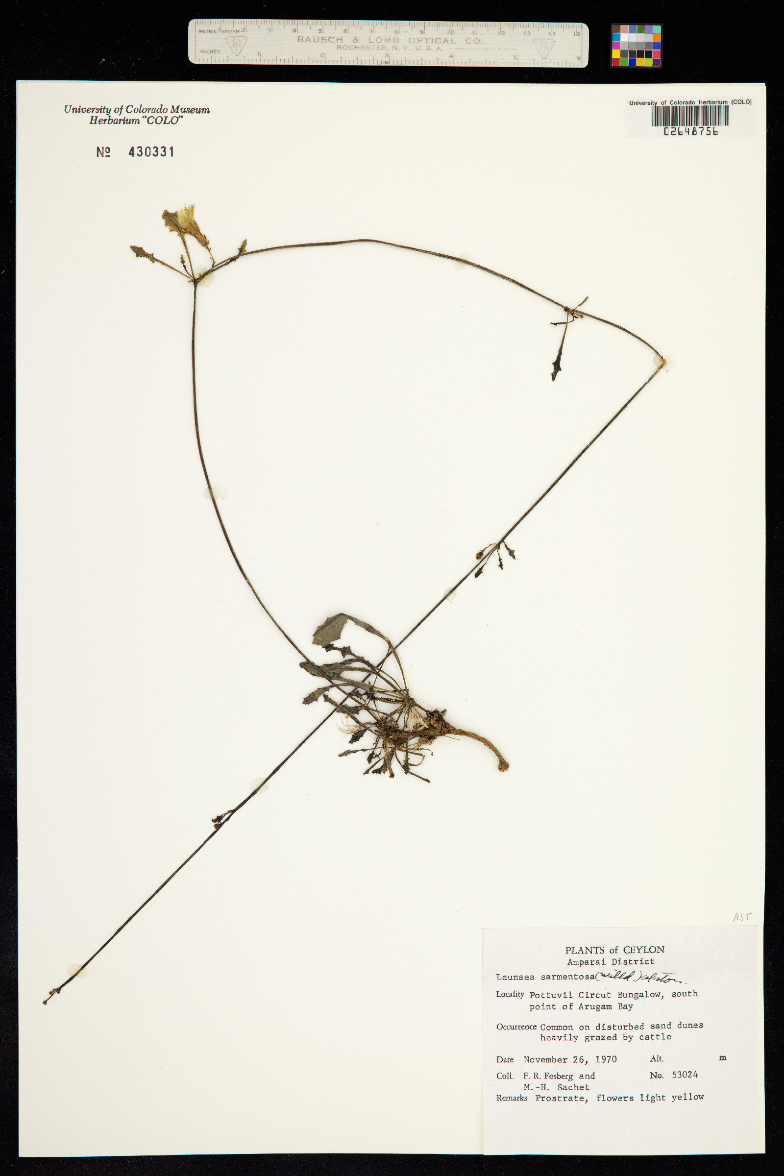 Launaea sarmentosa image