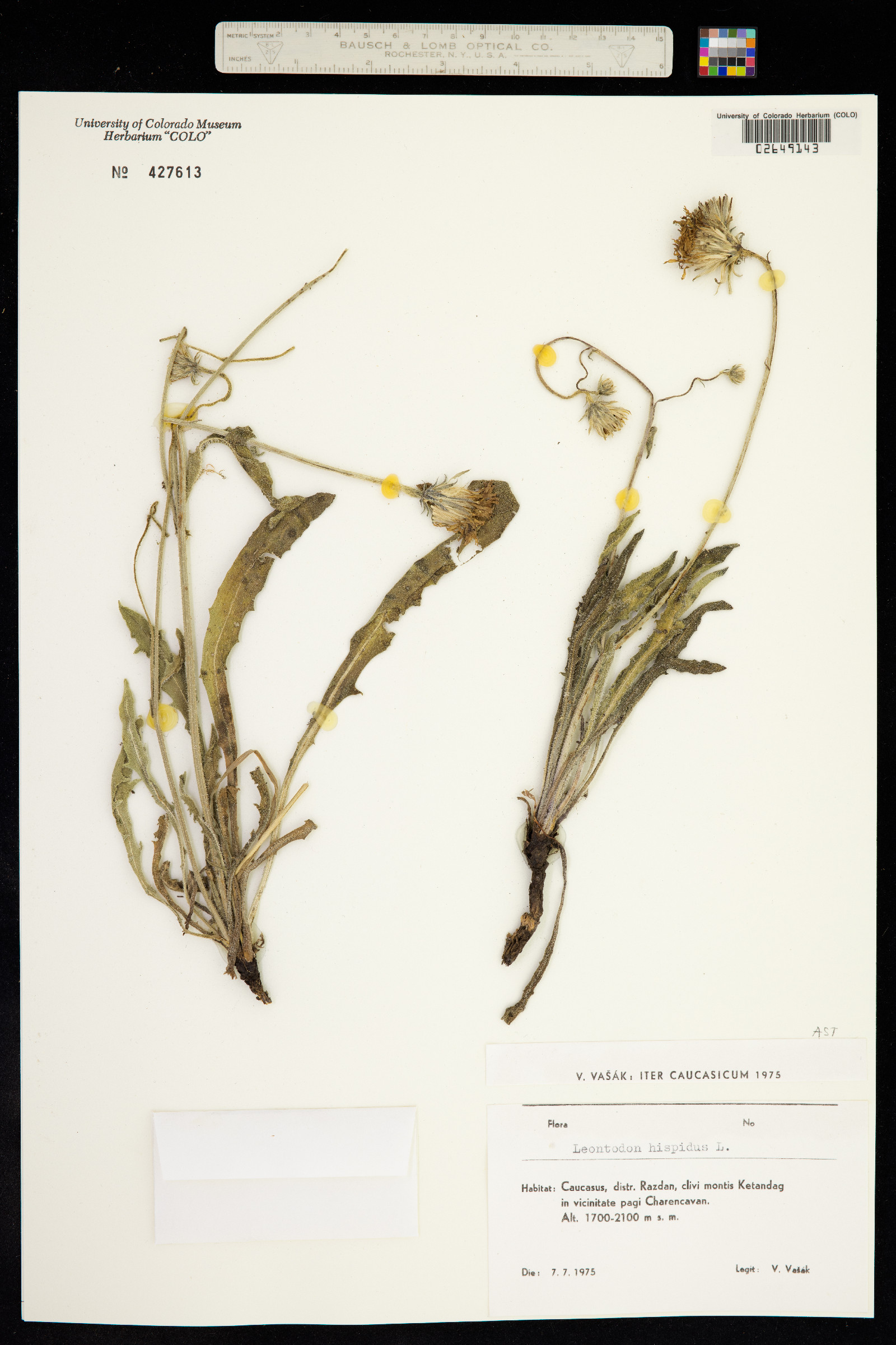 Leontodon hispidus image