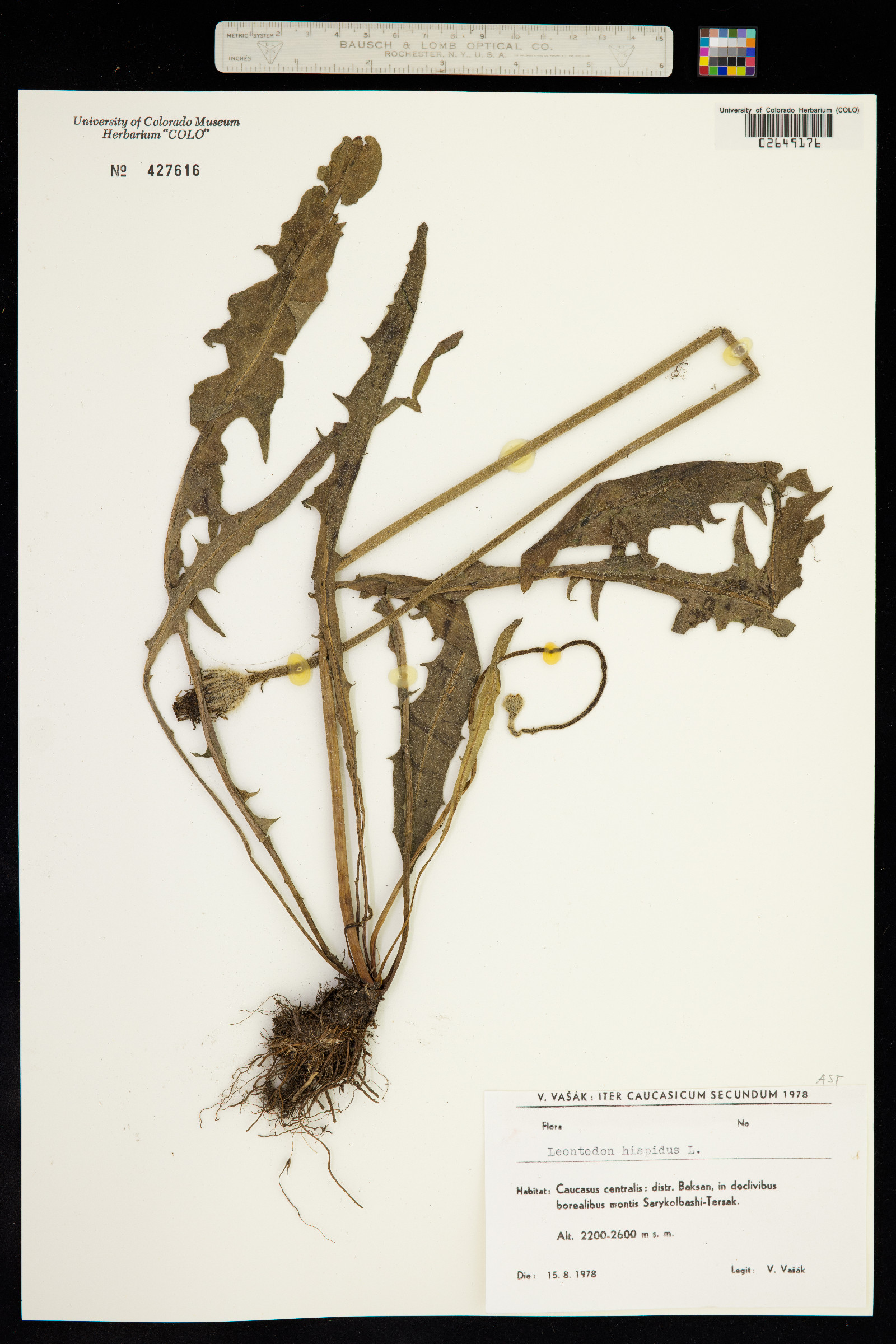 Leontodon hispidus image