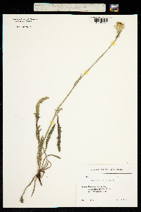 Leontodon hispidus image
