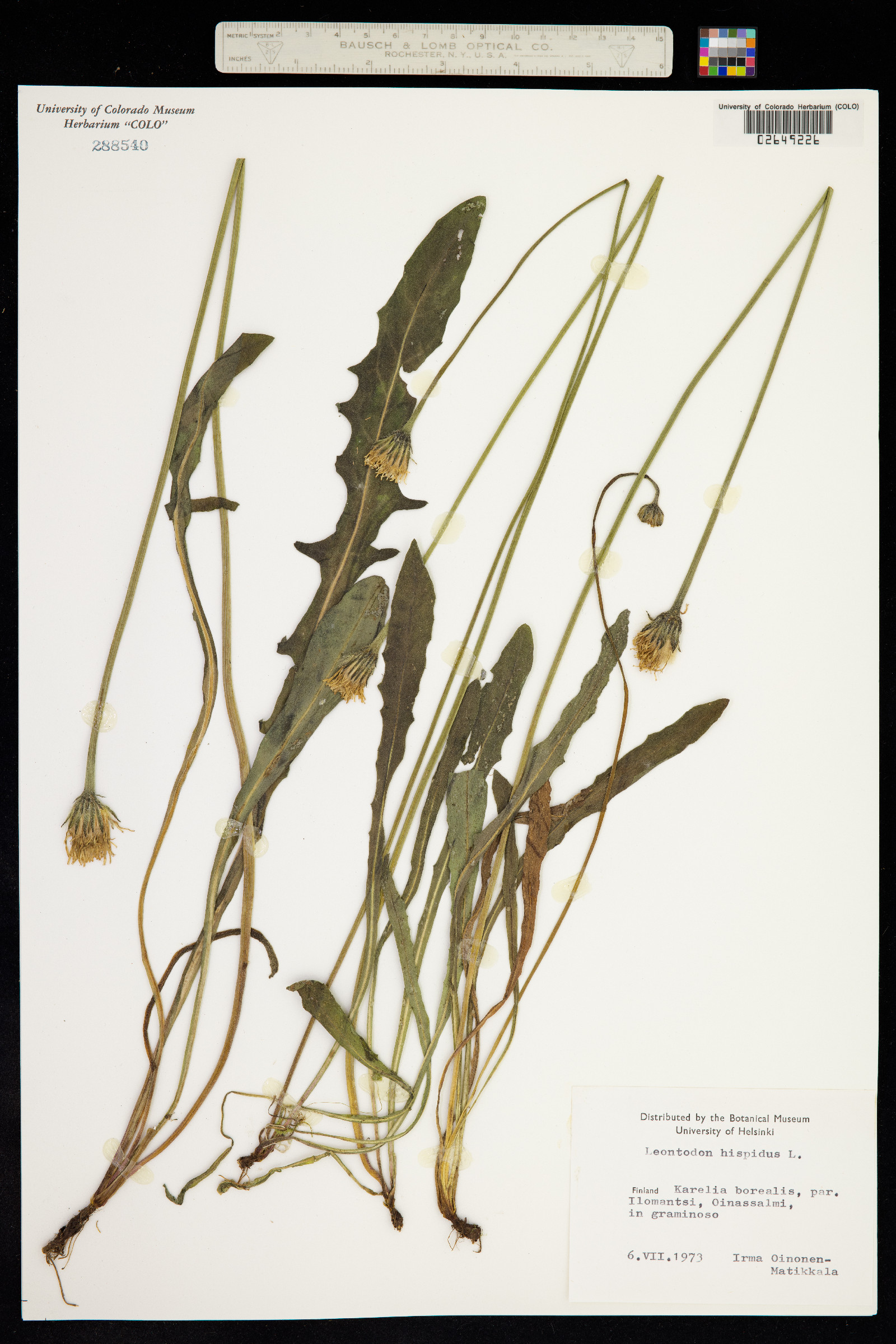 Leontodon hispidus image