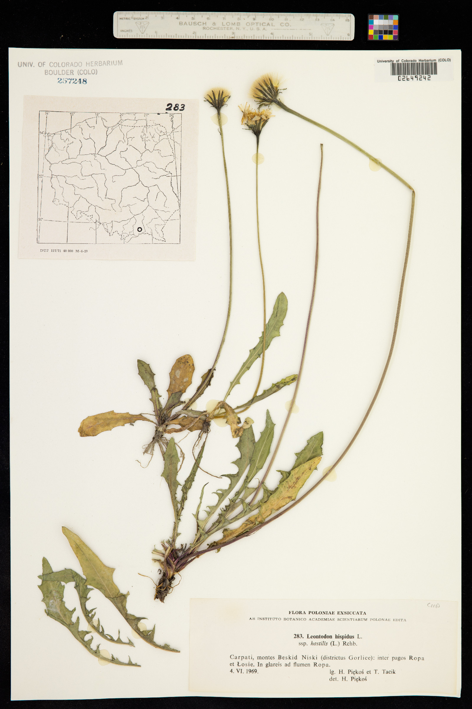 Leontodon hispidus image