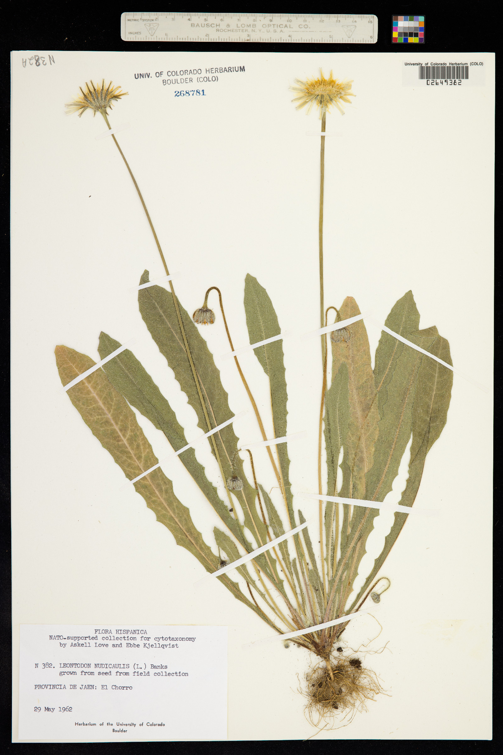 Leontodon image