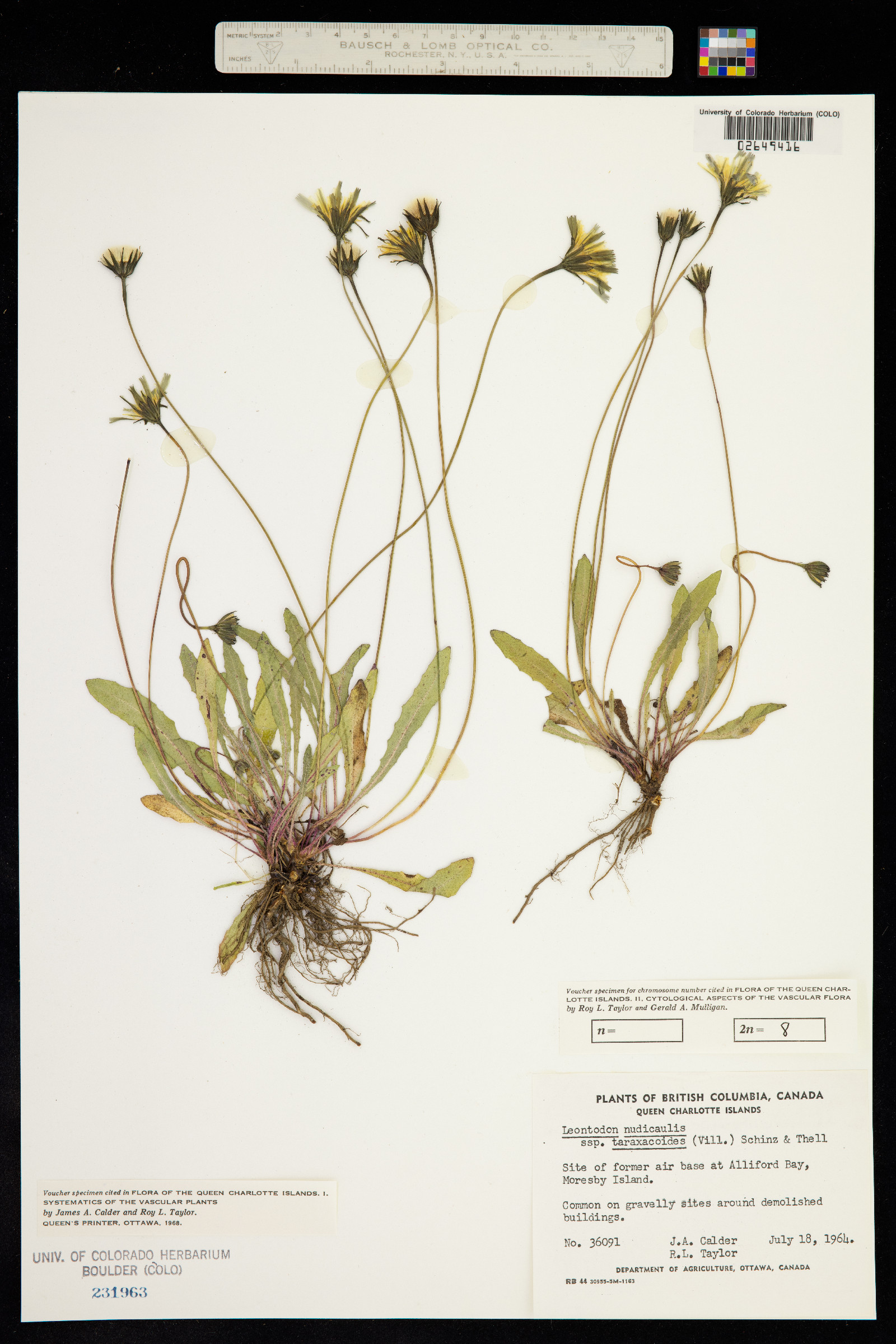 Leontodon nudicaulis image
