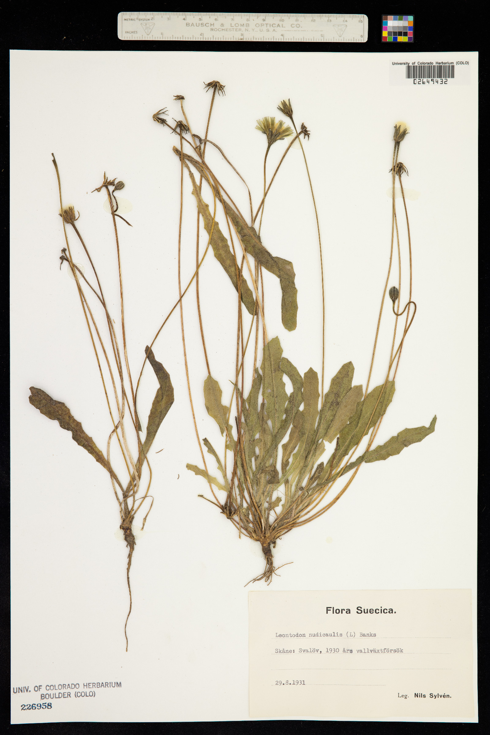 Leontodon nudicaulis image