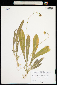Taraxacum officinale ssp. officinale image